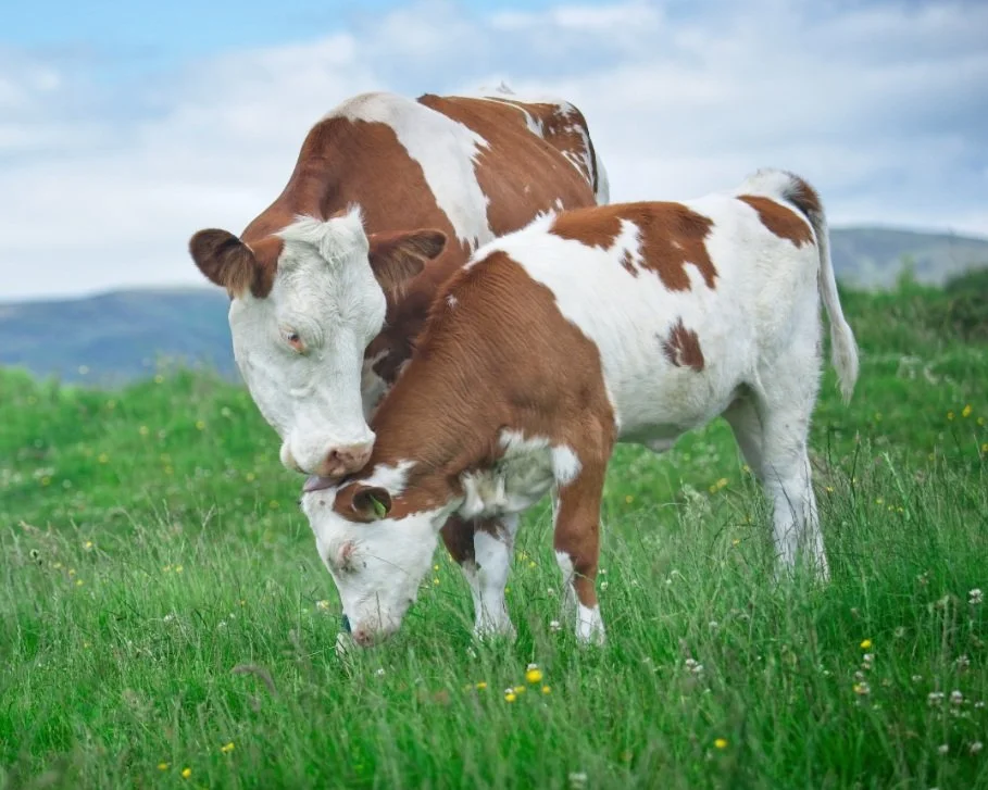 Cow marketplace