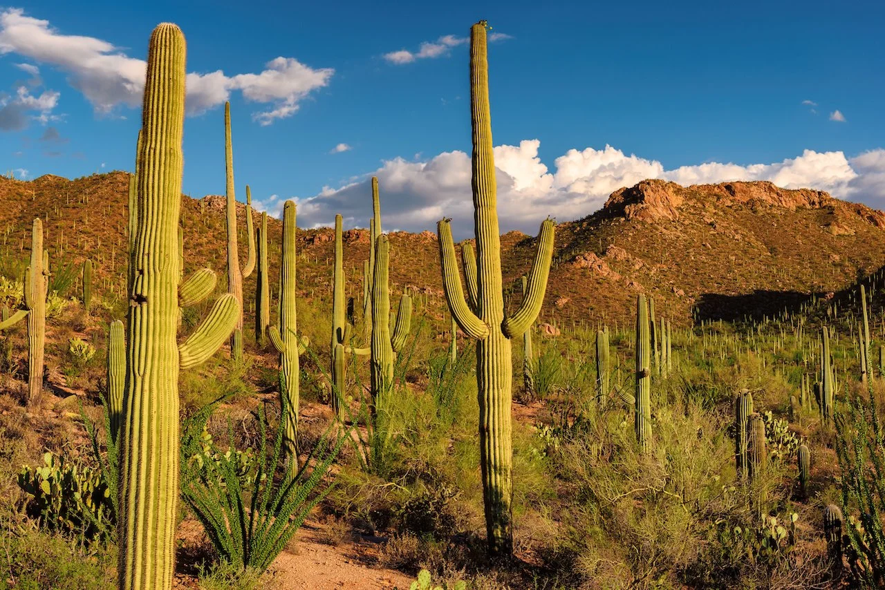 Sonoran Desert photography workshop scene