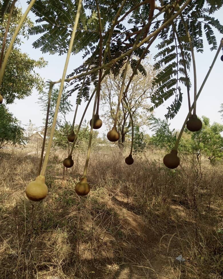 We are now in the time for flowering of the Dawadawa tree(African locust bean). The tree has these beautiful balls that look like ornaments that then open up with beautiful red flowers. The beans will be ready for harvest and obtain seeds in March. S