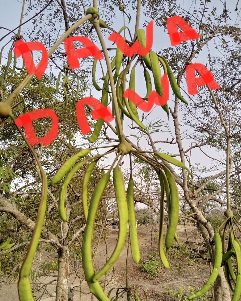 The Dawa Dawa is one of our favorite trees. Once the seed pods are ripe, you can eat the sweet covering around the seed. The seed is made into a powder, used in almost all soup recipes, the wood is used as toothbrushes and the foliage is good animal 