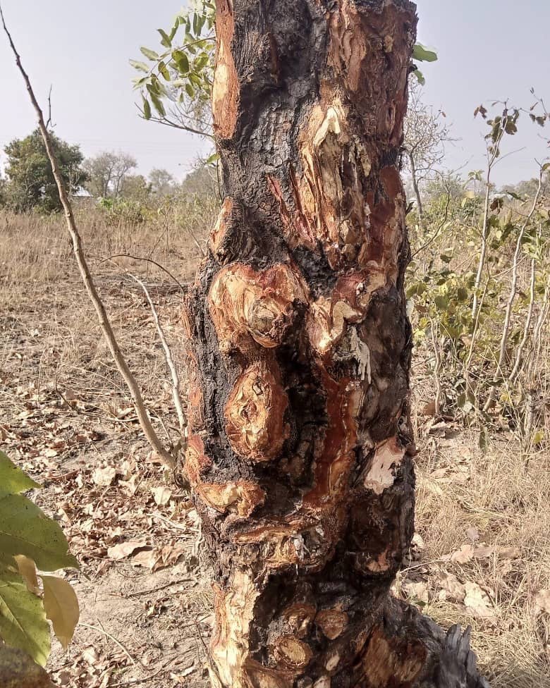 Here is a Mahogany tree with the bark harvested for traditional medicine. Being a valuable timber product, mahogany trees are fast disappearing. We are currently growing Mahogany in our school nurseries for planting this year. Savannah Rising 🌳🌳🌳?