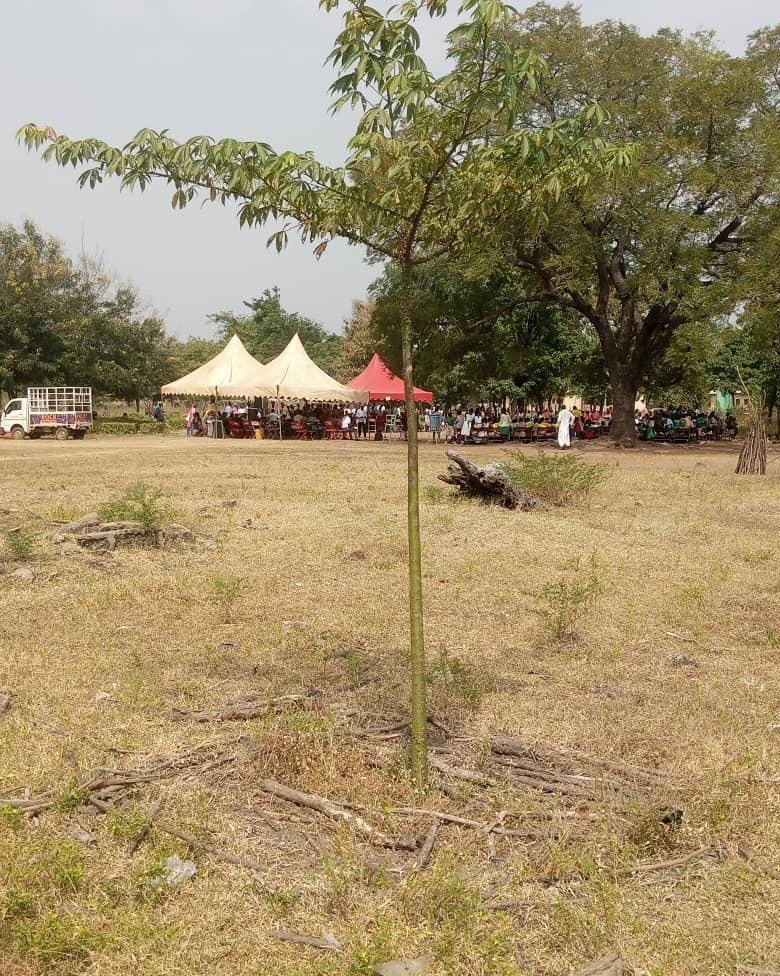 Two year old cotton tree at Mankuma School with amazing growth. Thank you students for such good care. Savannah Rising🌳🌳🌳📚📚📚🇬🇭🇬🇭🇬🇭