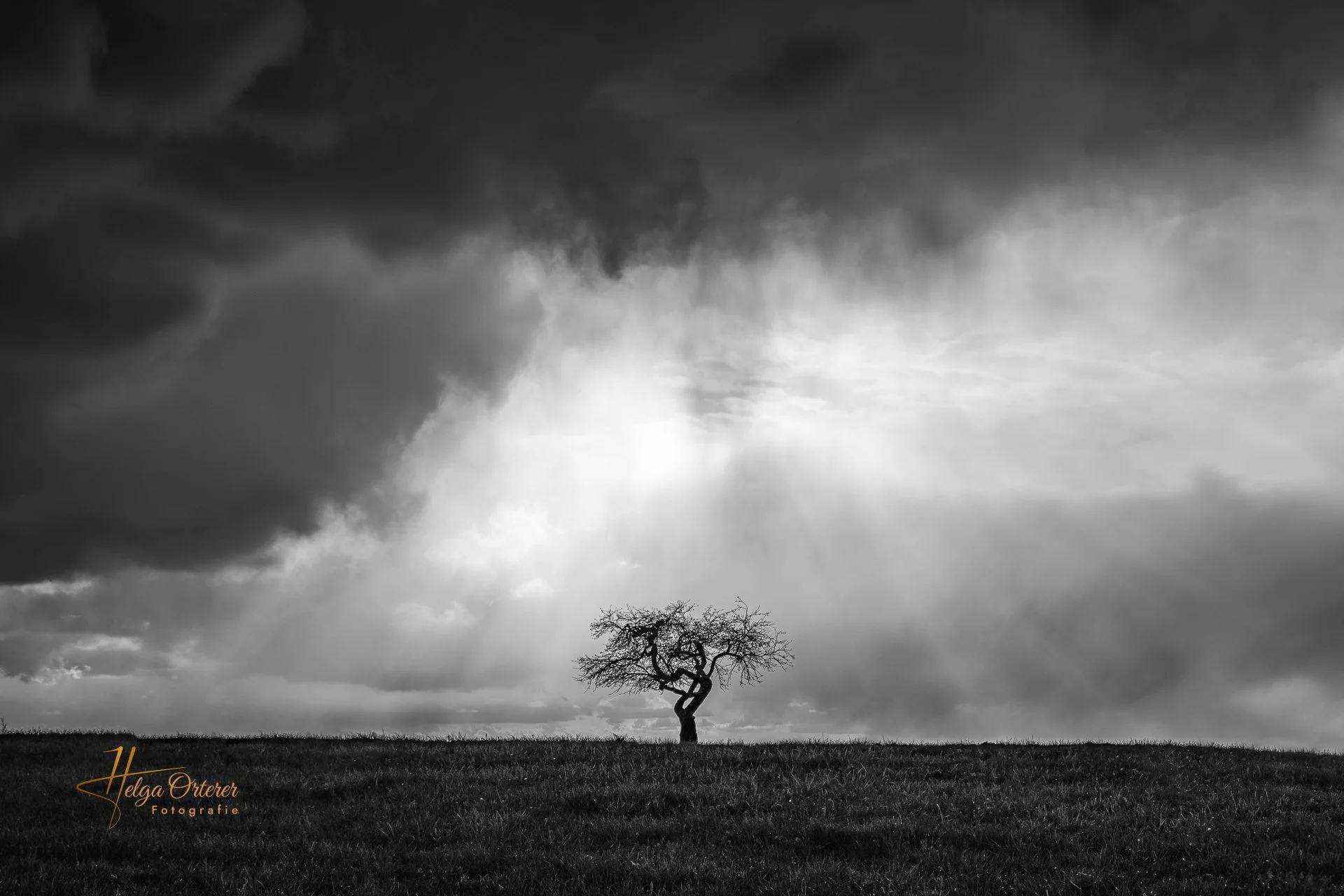 8485_Baum_Sonnenhofen_20220410-HDR-Bearbeitet.jpg