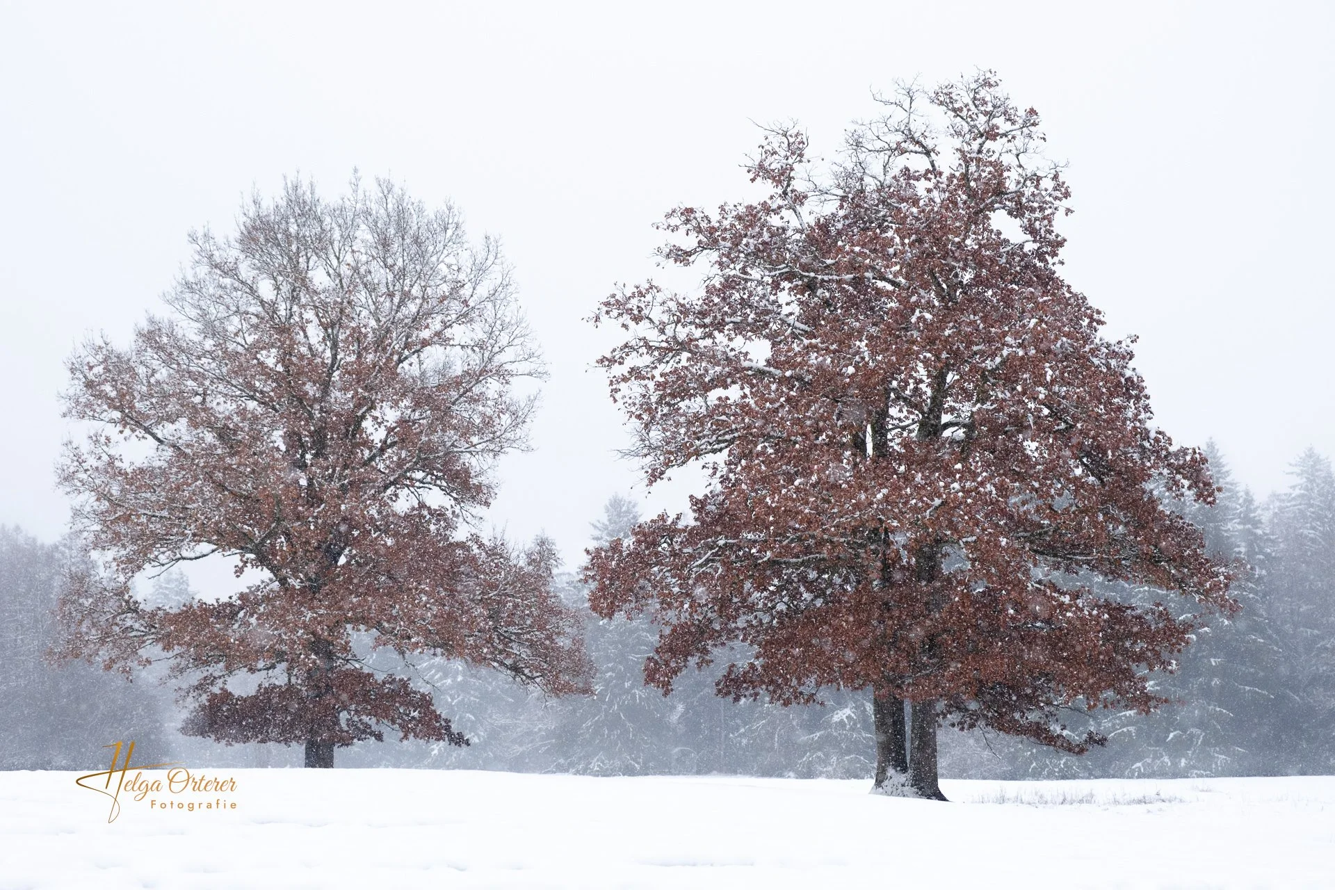 87646_Winter_20260129.jpg