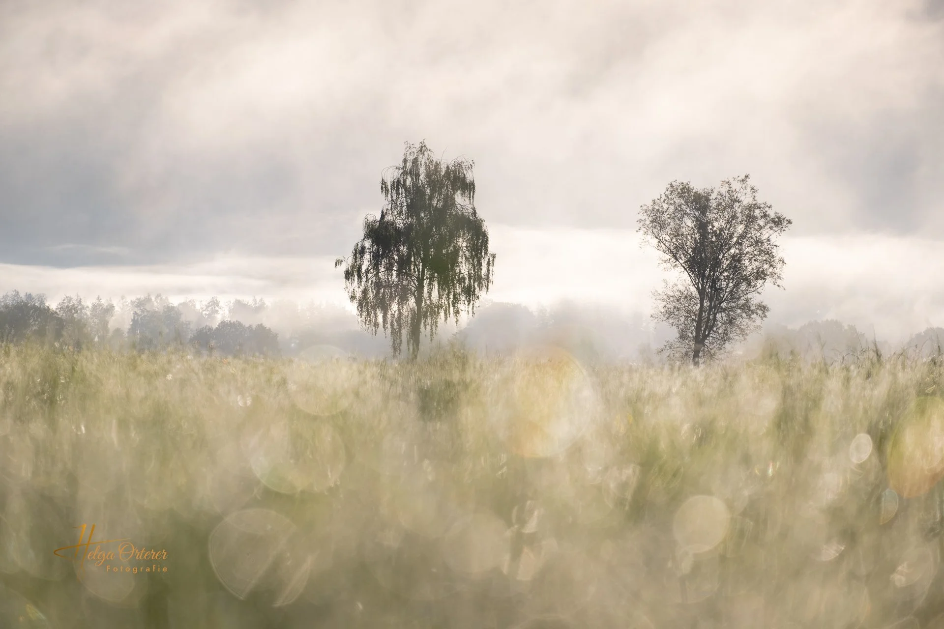 82230_Nebel_20250906.jpg