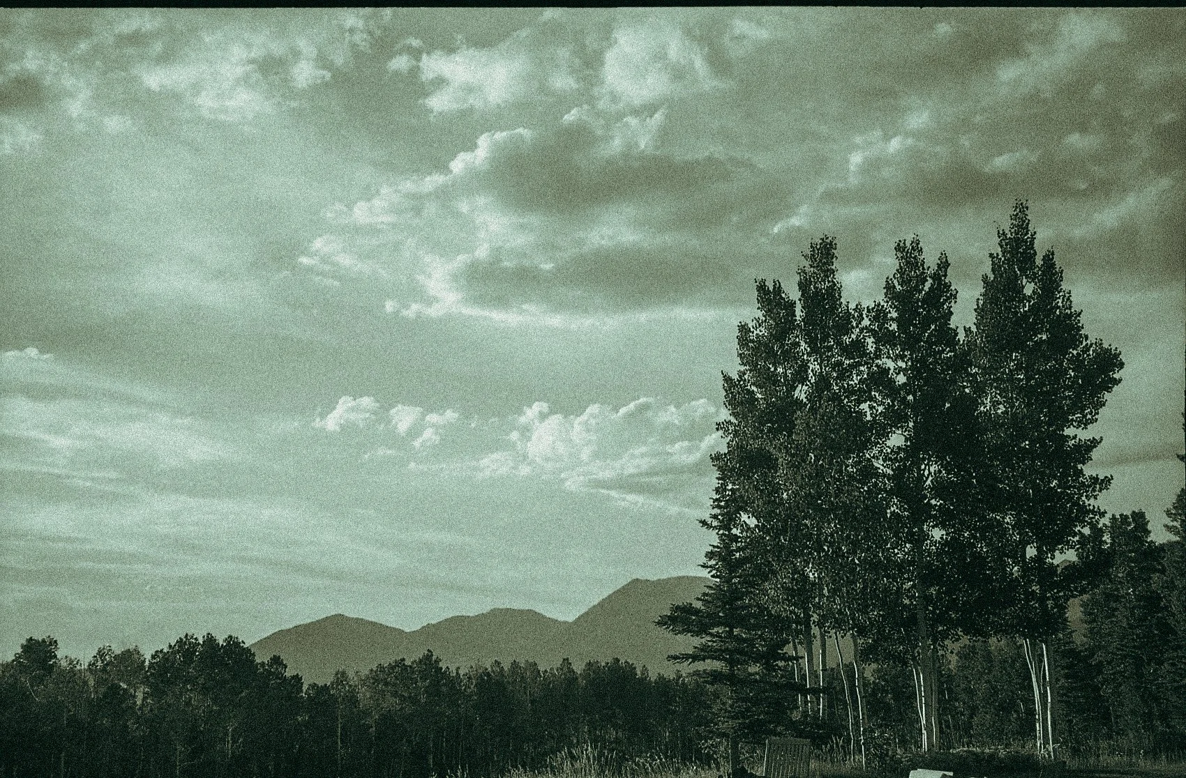 Sepia-toned image of trees with mountains and a cloudy sky in the background.
