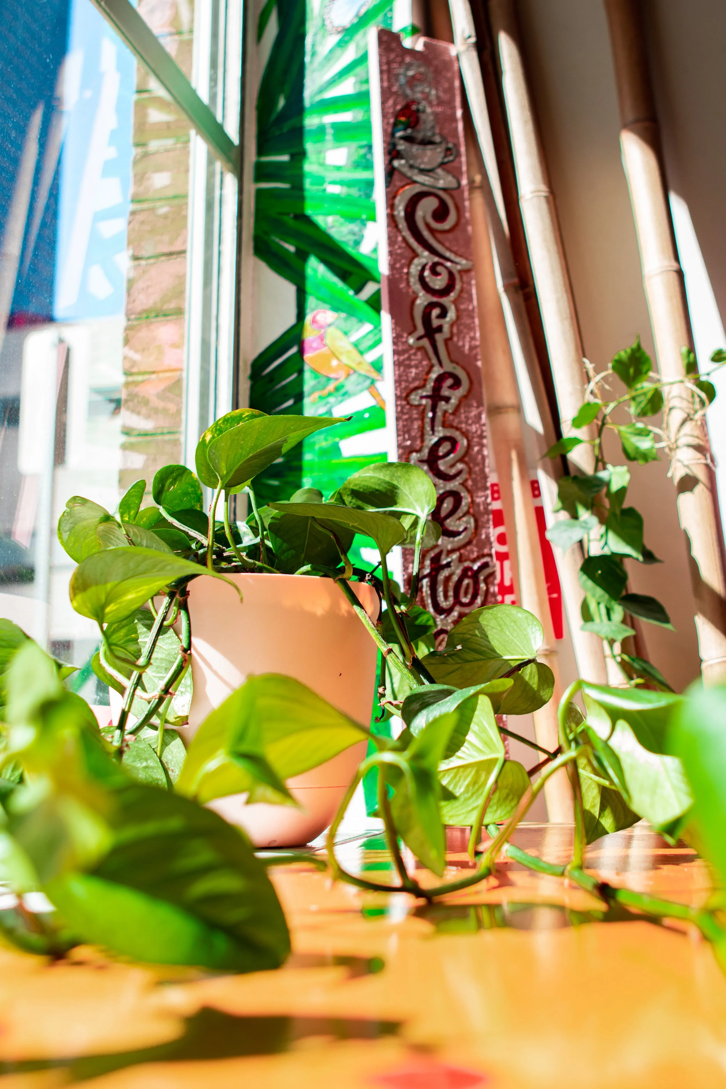 Potted plant with green leaves next to a window, coffee sign in background