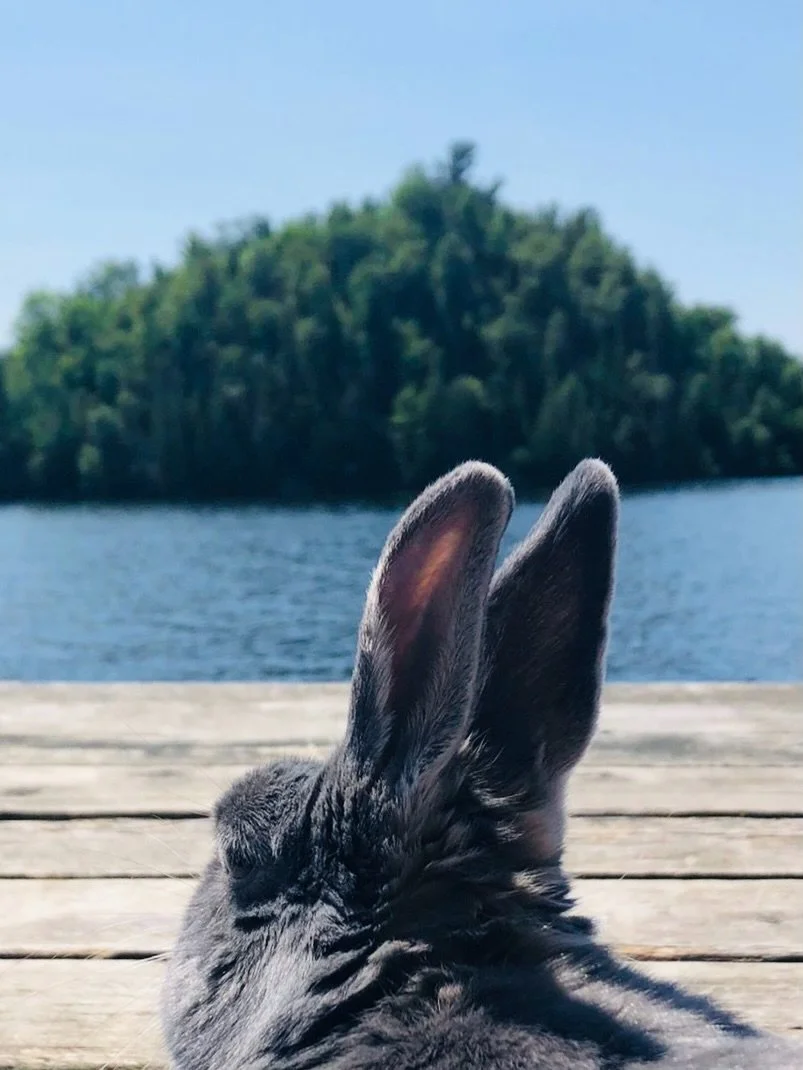 It&rsquo;s been a tough few days over here. At the age of 12, we said goodbye to our sweet Iris. 🐰💕

Adopted February 2018 &bull; May 1, 2014 &ndash; June 5, 2026

You made it home to the A-Frame. We laid you to rest with a bouquet of wildflowers g