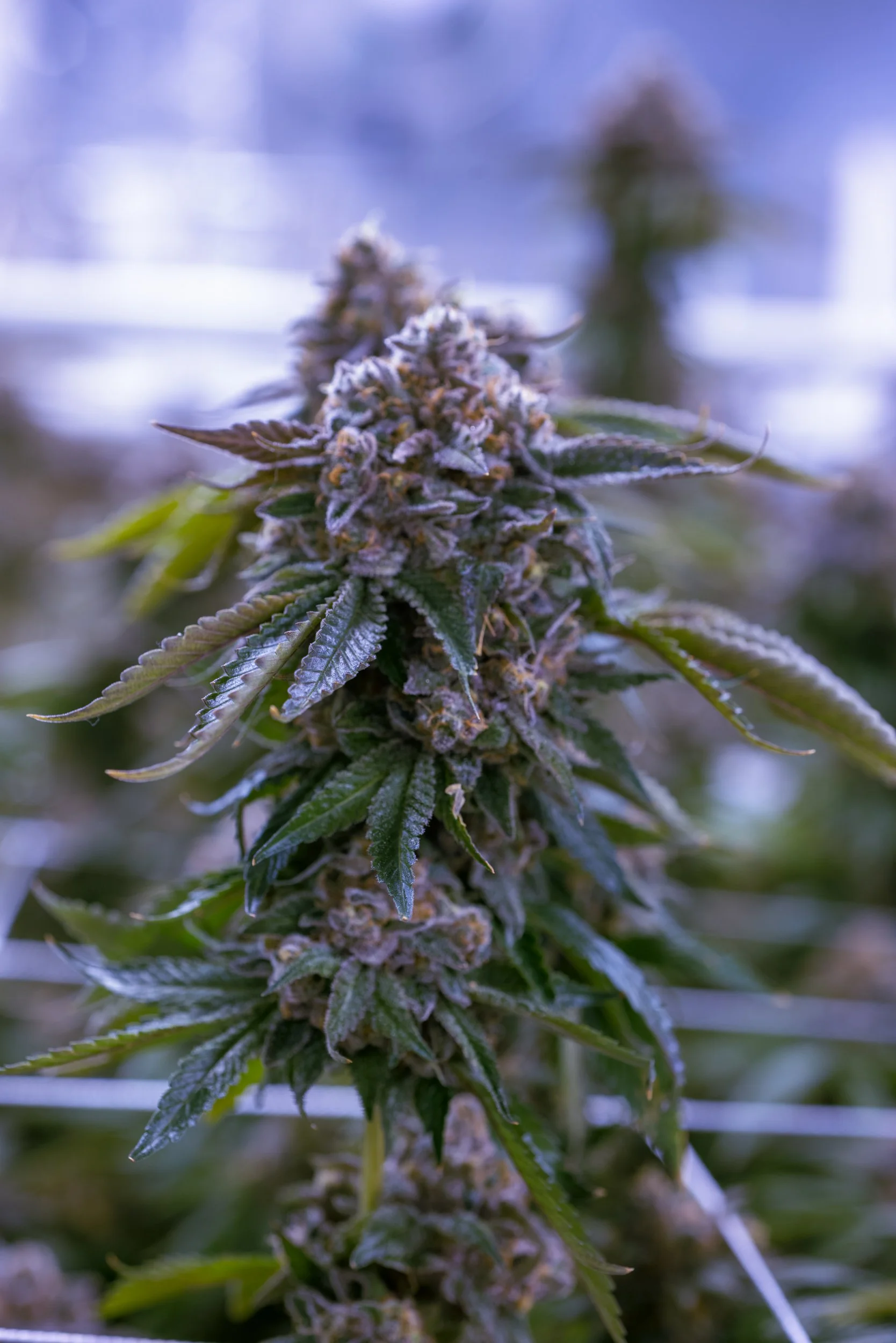 HERBCONTENT (1 of 48).jpg