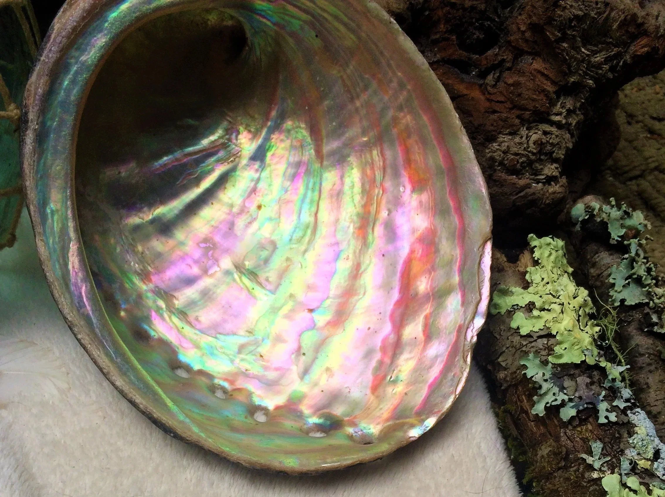 We would search for these black abalone shells on the beaches nearby. This was the most stunning abalone shell I ever found. Lost it in the wildfire caused by lightning that took our house.
