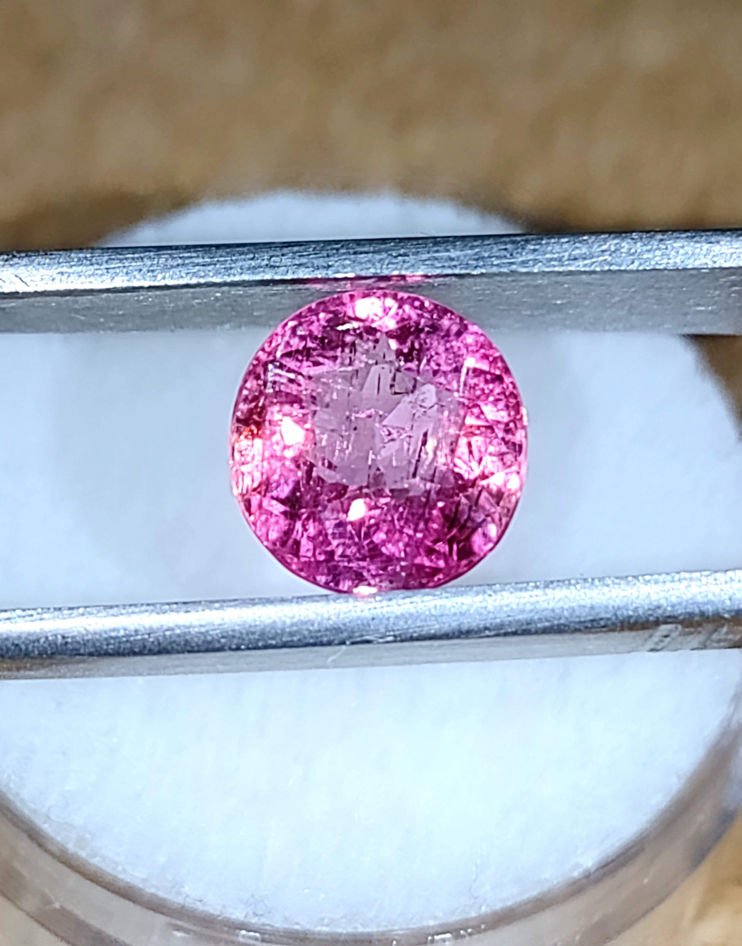 Fuchsia+7.jpg