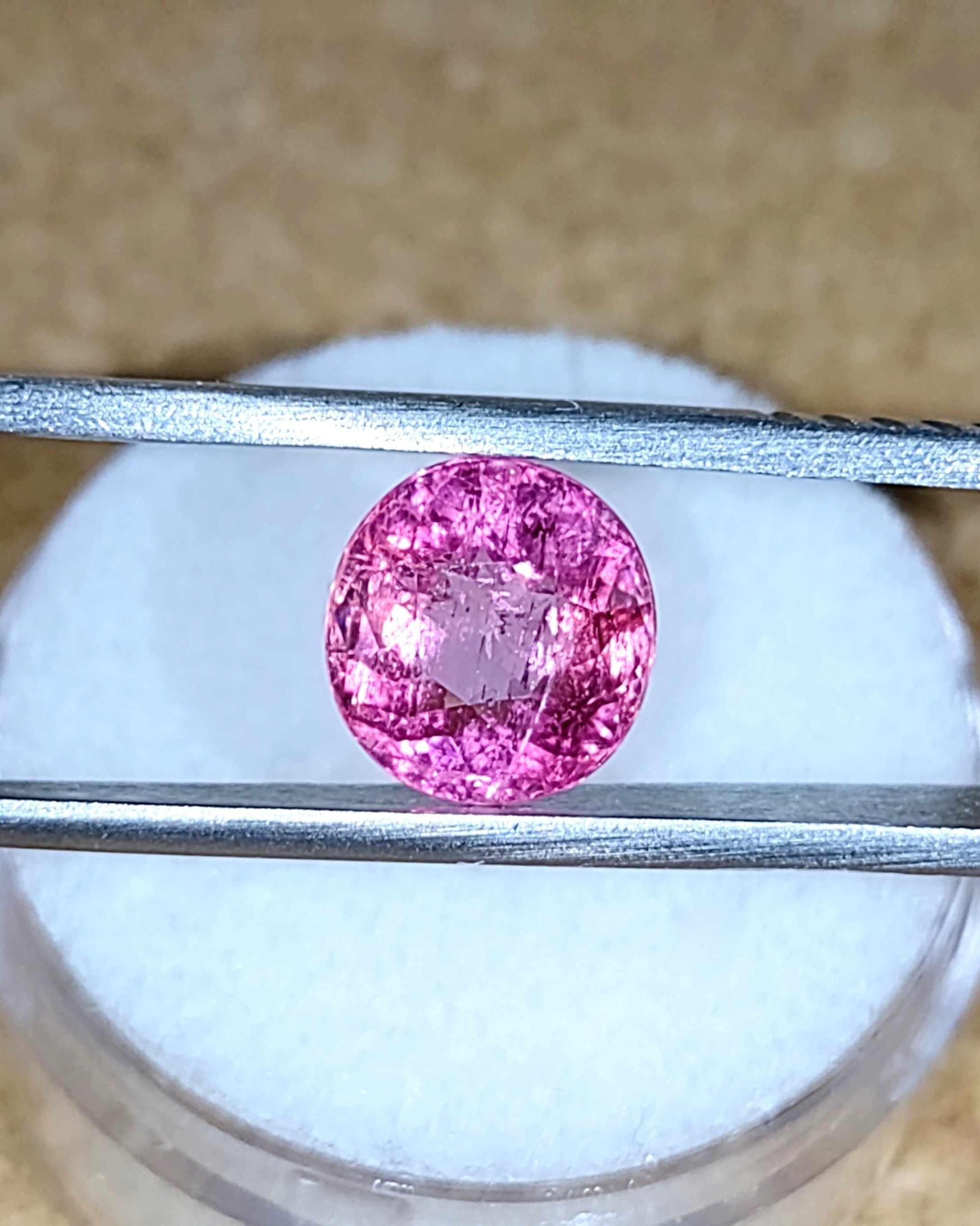 Fuchsia%252B6.jpg