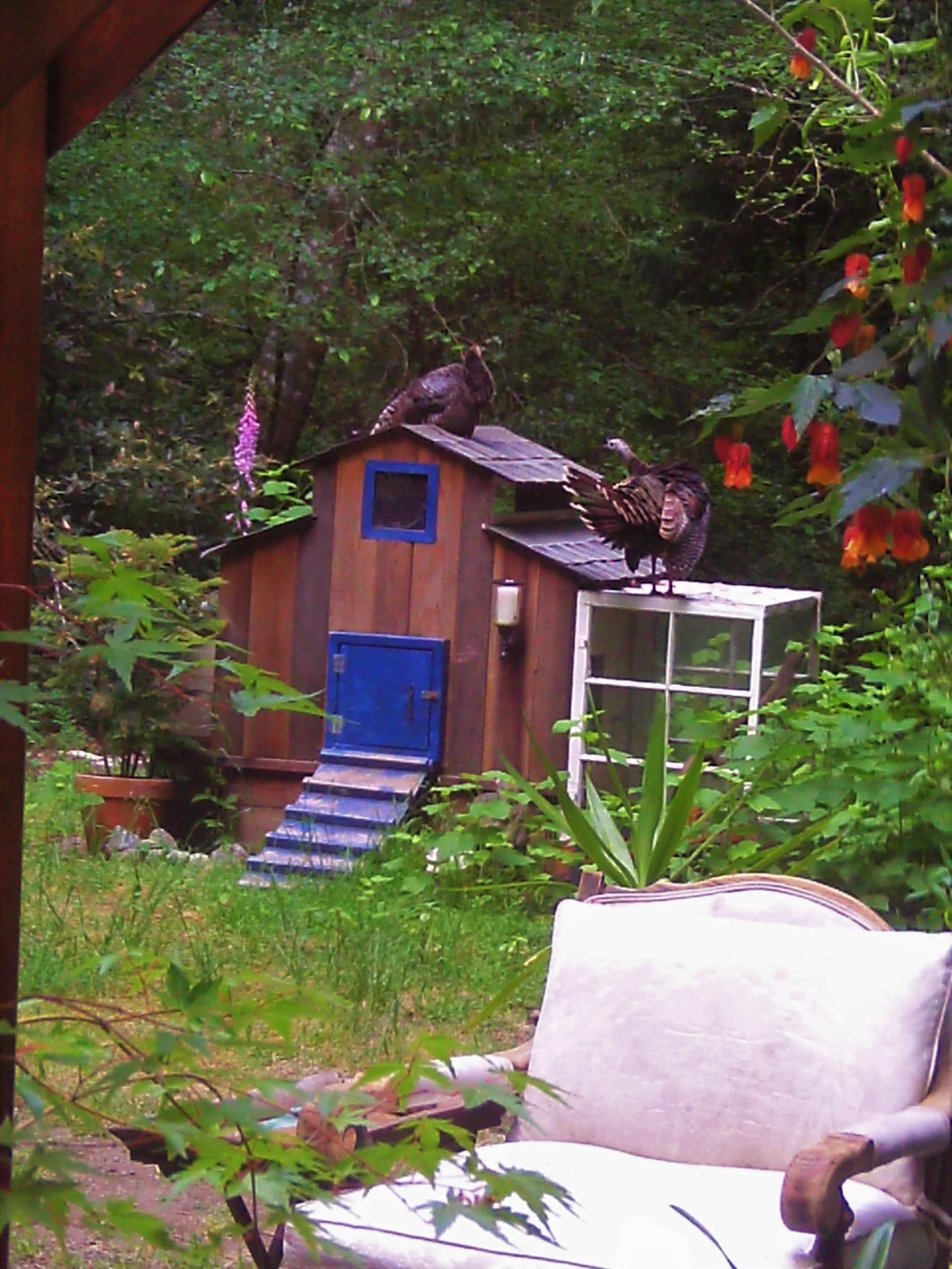 This was the wild turkeys we loved. Spent 10 years watching them grow. They survived the fire that took our house.