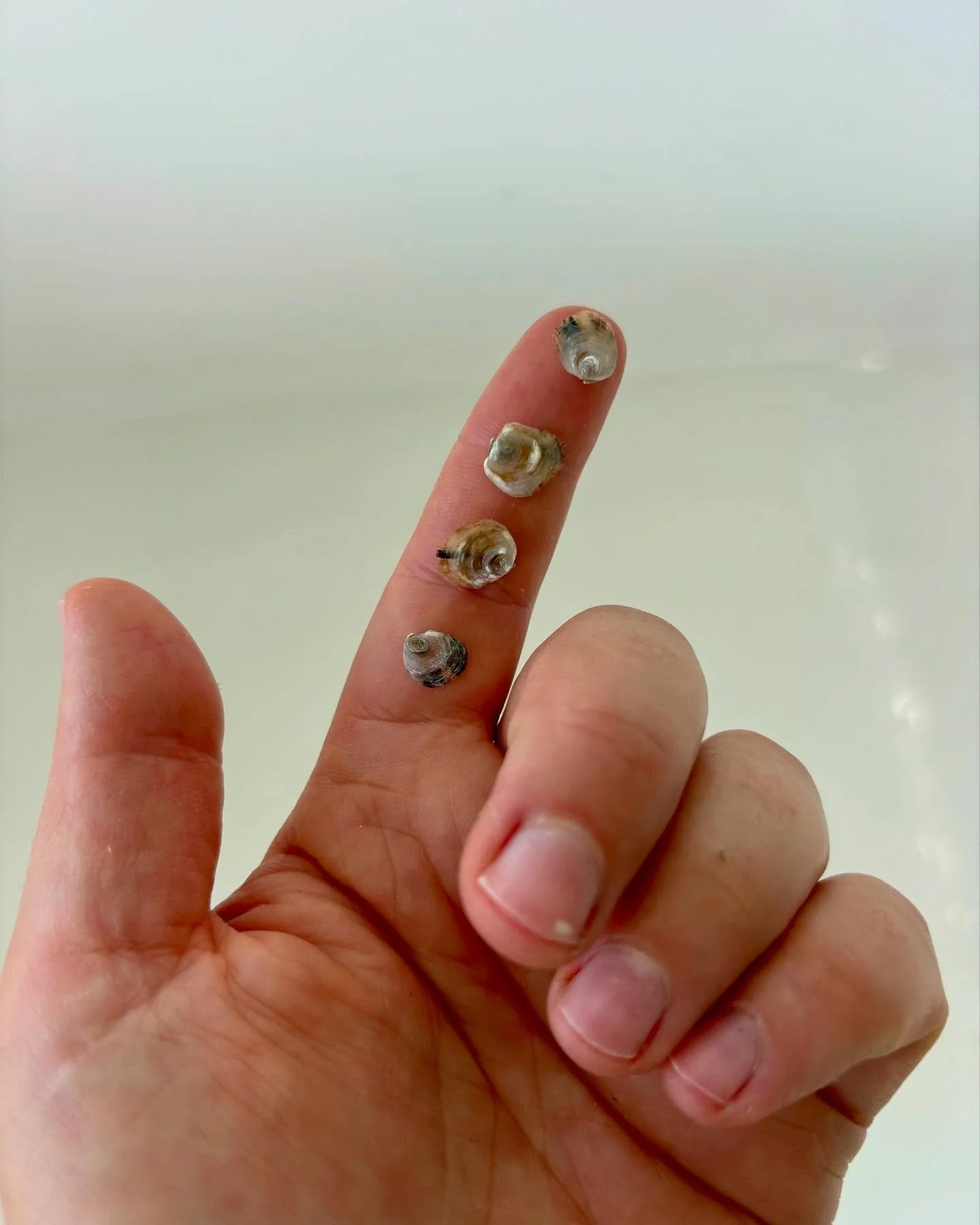 Tiny but mighty! These baby oysters just got their spot on the farm in Copano Bay, and we couldn&rsquo;t be more excited. Grow strong, little bivalves!