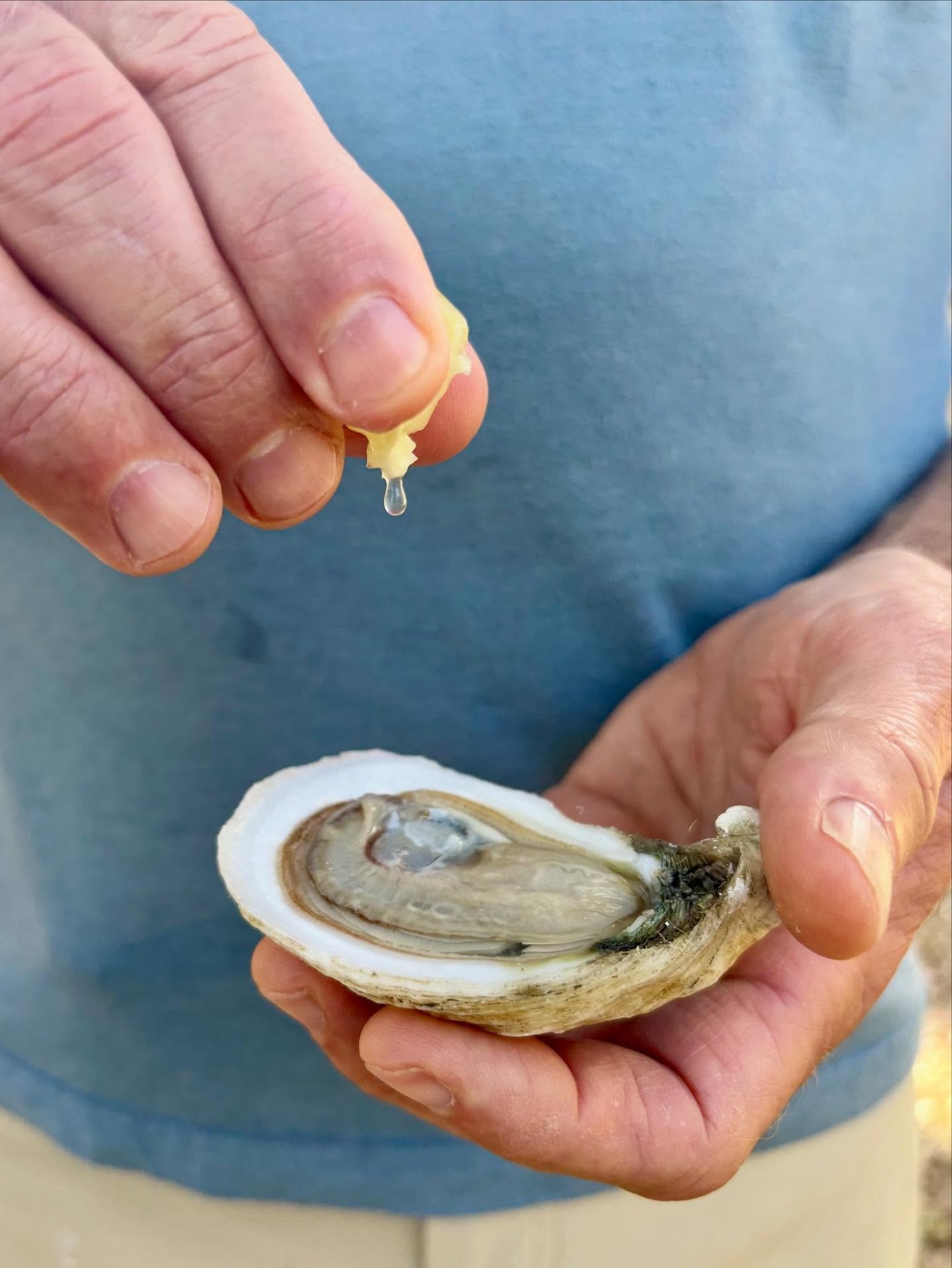 Planning ahead for your Thanksgiving celebrations? 🦪❤️ We&rsquo;ve got you! Pre-order your fresh oysters now! For Rockport pickup, email info@bigtreeoysters.com to reserve yours. For Austin pickup, place a pre-order for Big Tree oysters with Quality