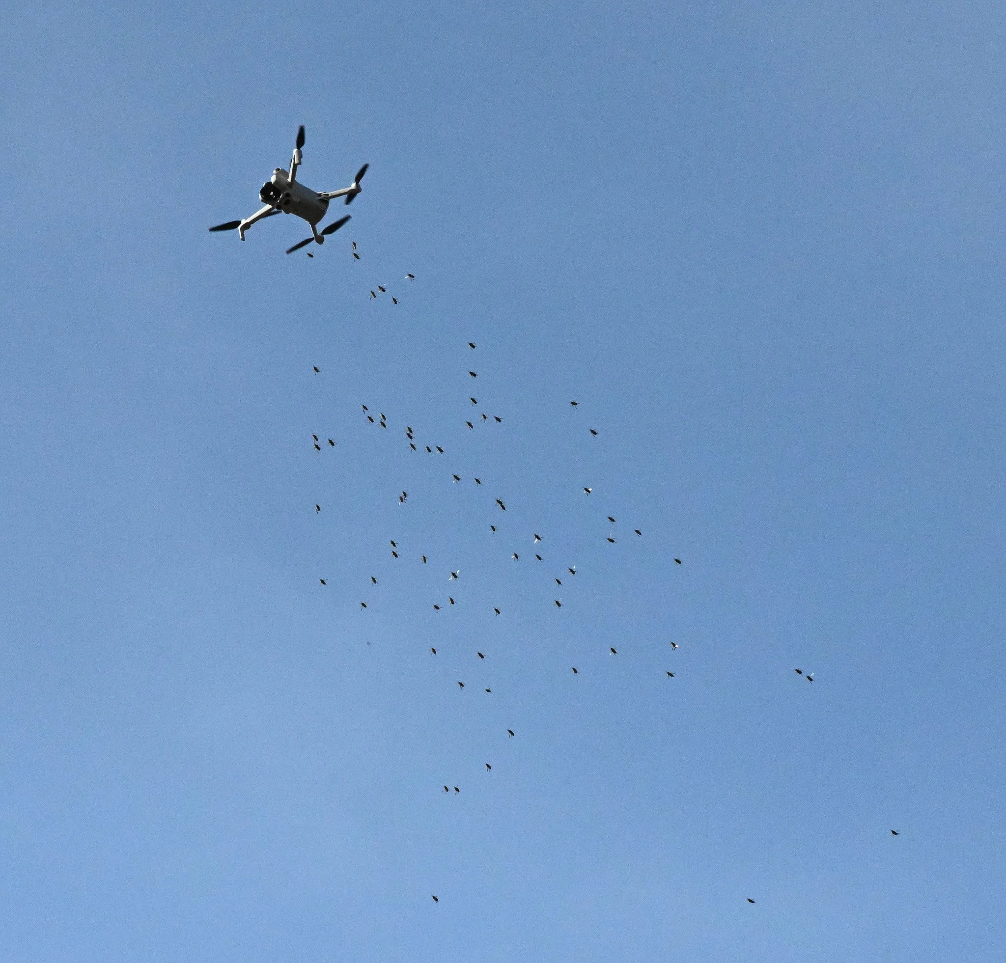 Tiger Team 32-019.jpg