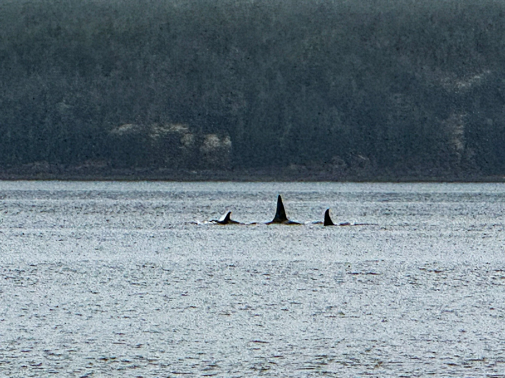 Orca Camp-068.jpg