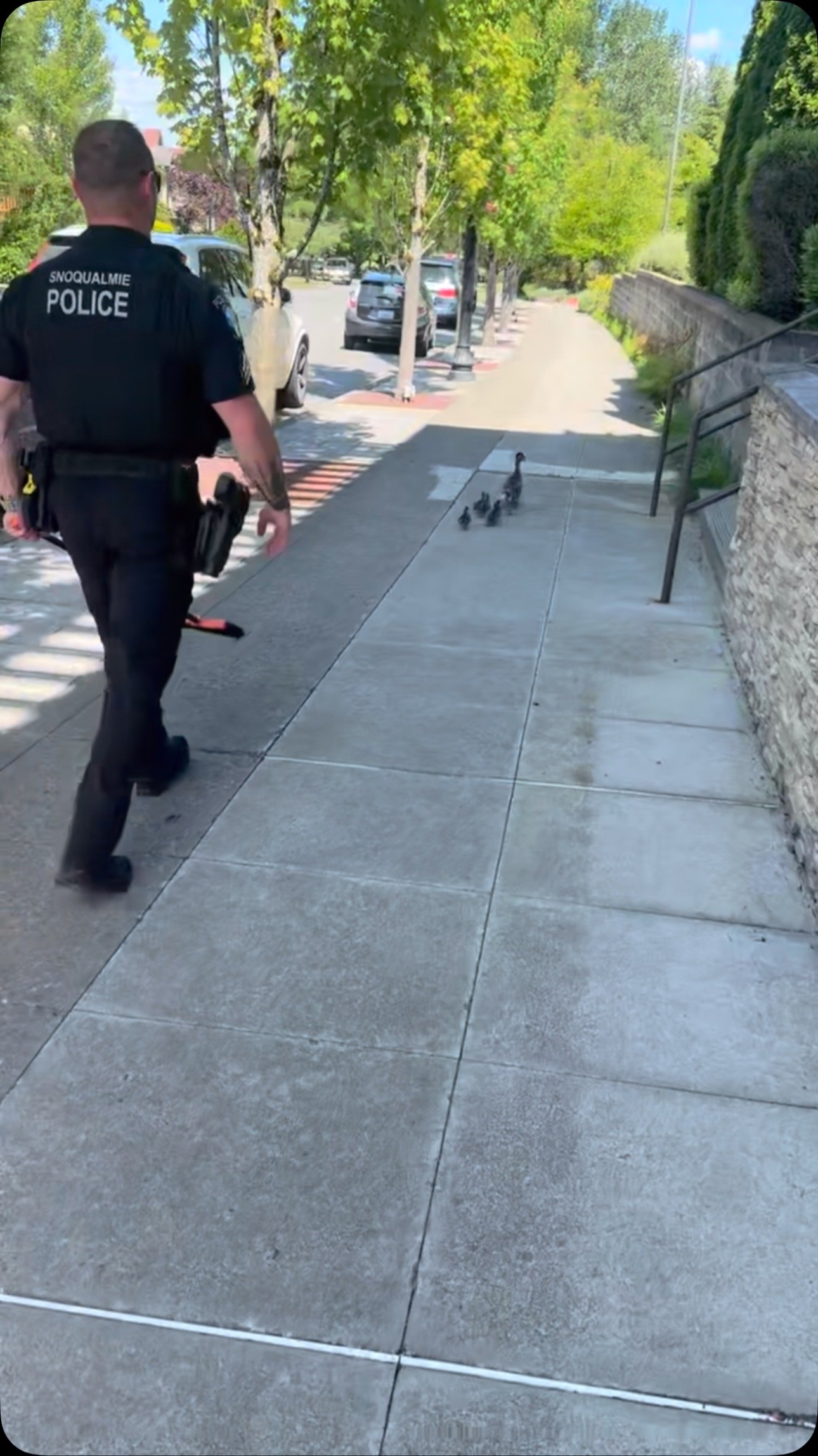 This afternoon, we had an unexpected visit from a mama duck and her fluffy little ducklings right at our doorstep.
They were super cute but seemed scared and a little lost. With the street so close, we worried for their safety and for drivers who mi