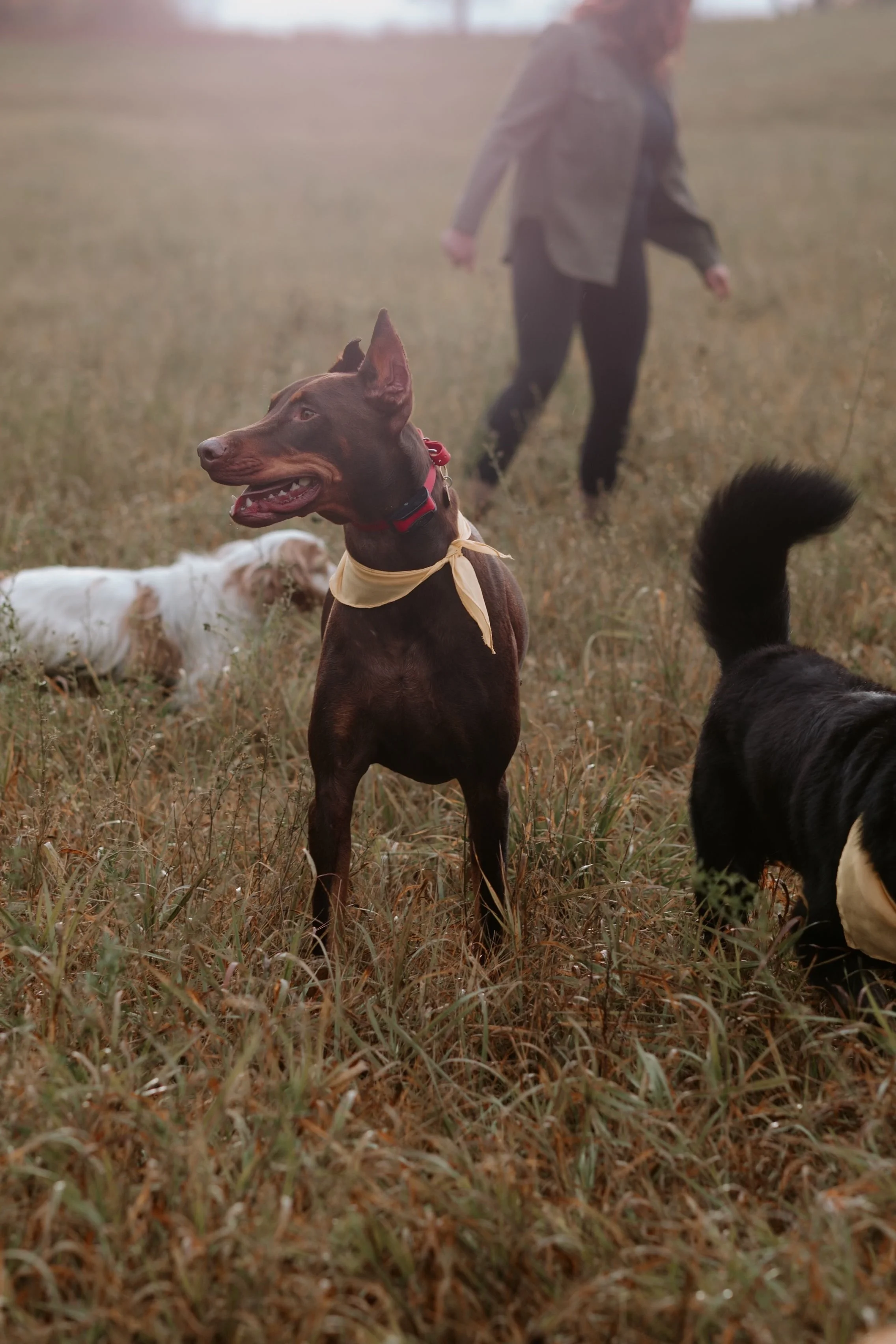A group of dogs playing in a grassy field, with a person walking in the background at sunset.