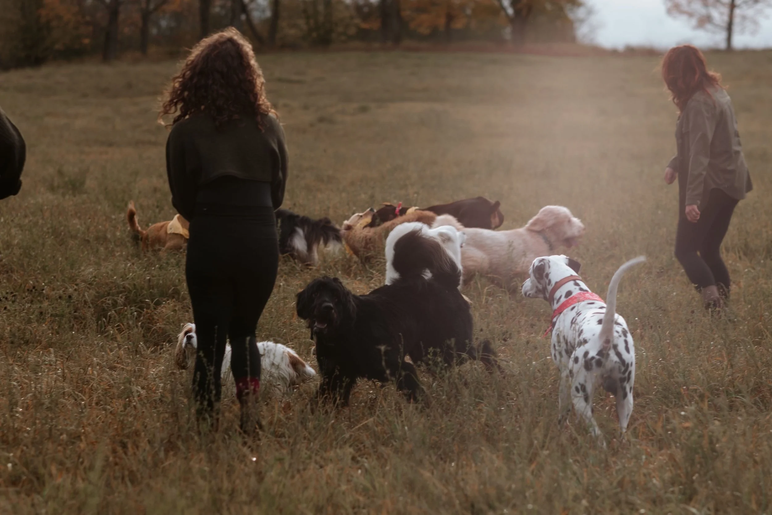 Two women standing in a field surrounded by multiple dogs of various breeds, some sitting and some standing, with trees in the background at sunset.
