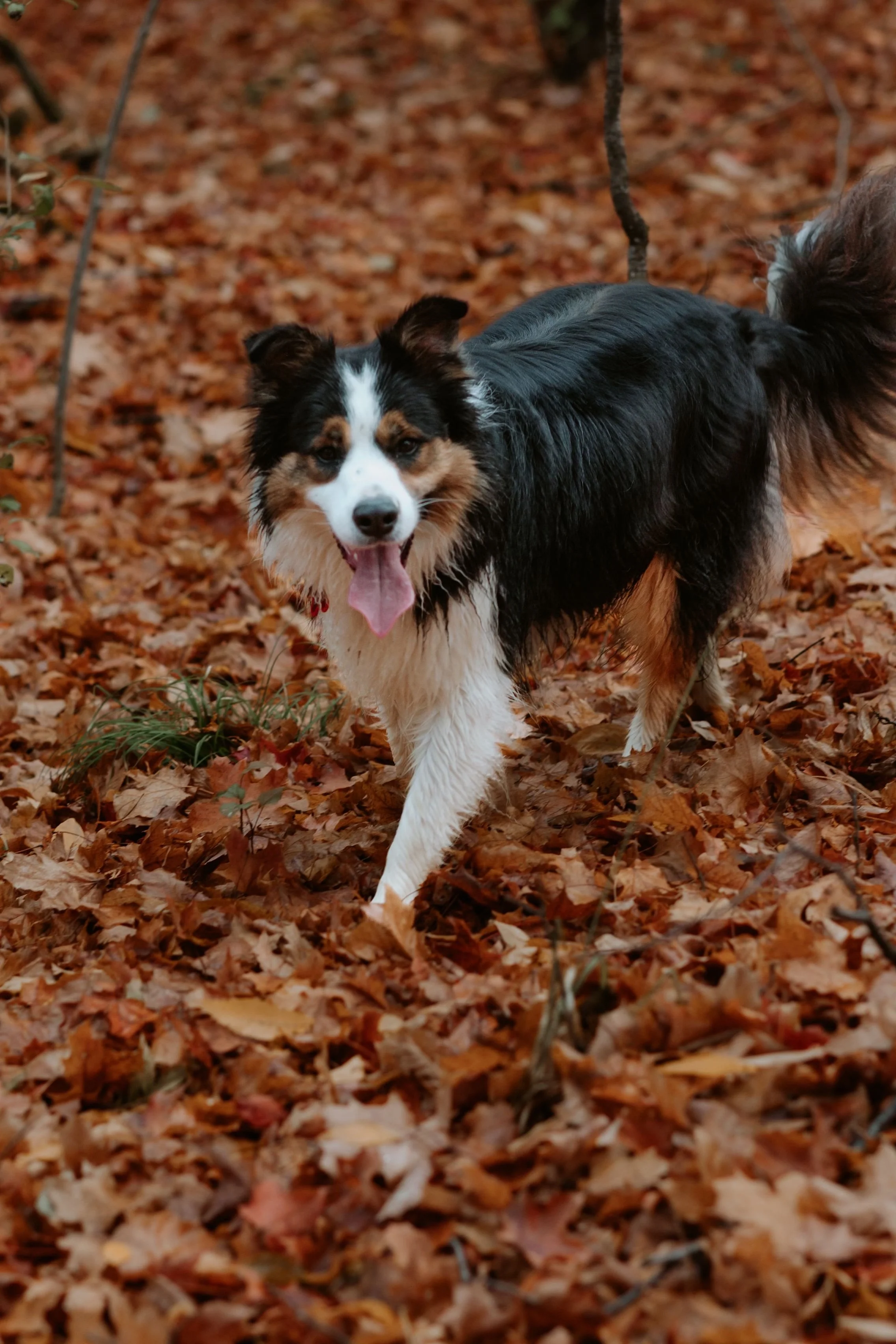 A happy tri-color Australian Shepherd dog walking through fallen autumn leaves in a forest.