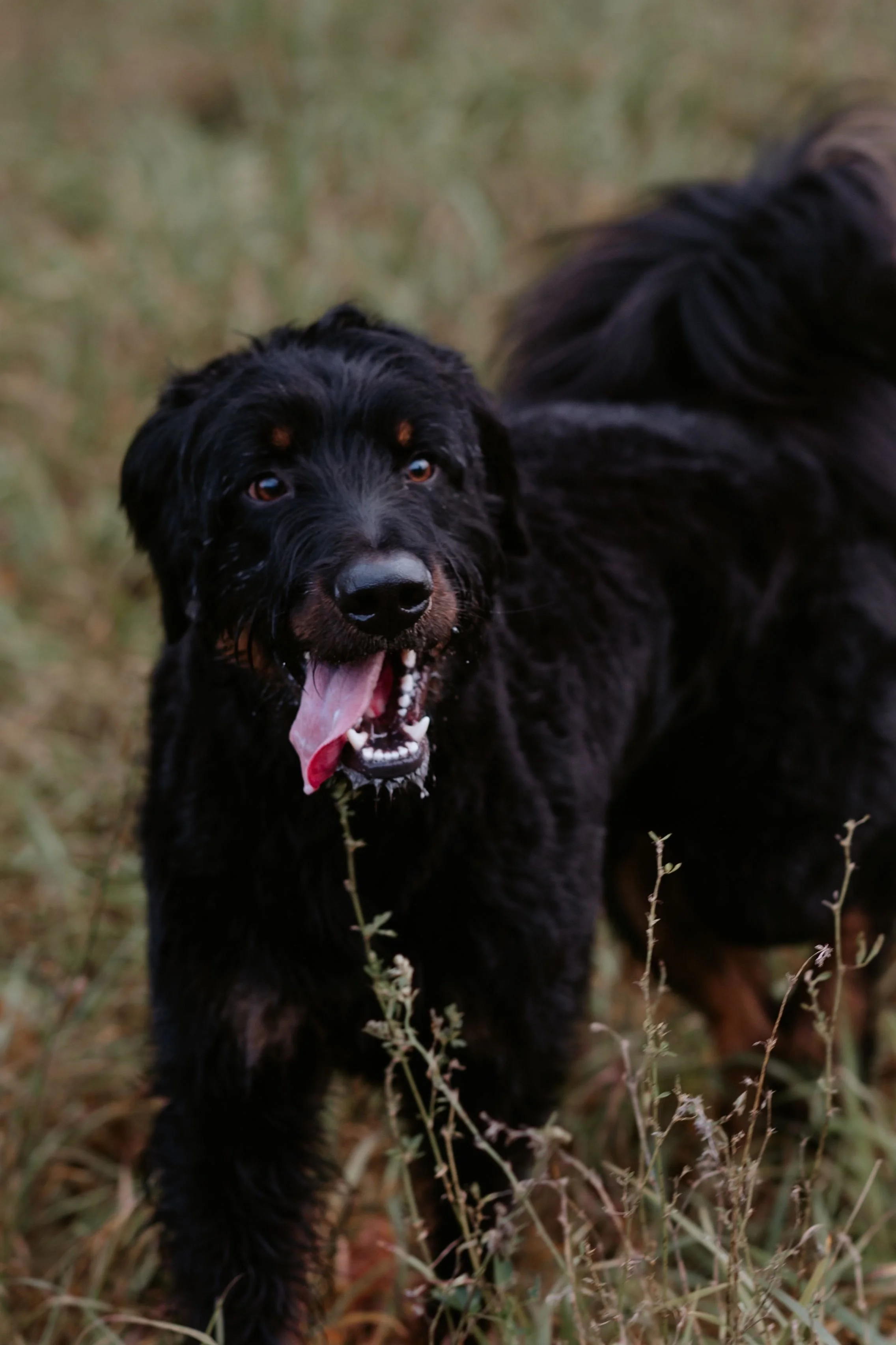 A black and brown puppy with floppy ears and a happy expression standing in tall grass.