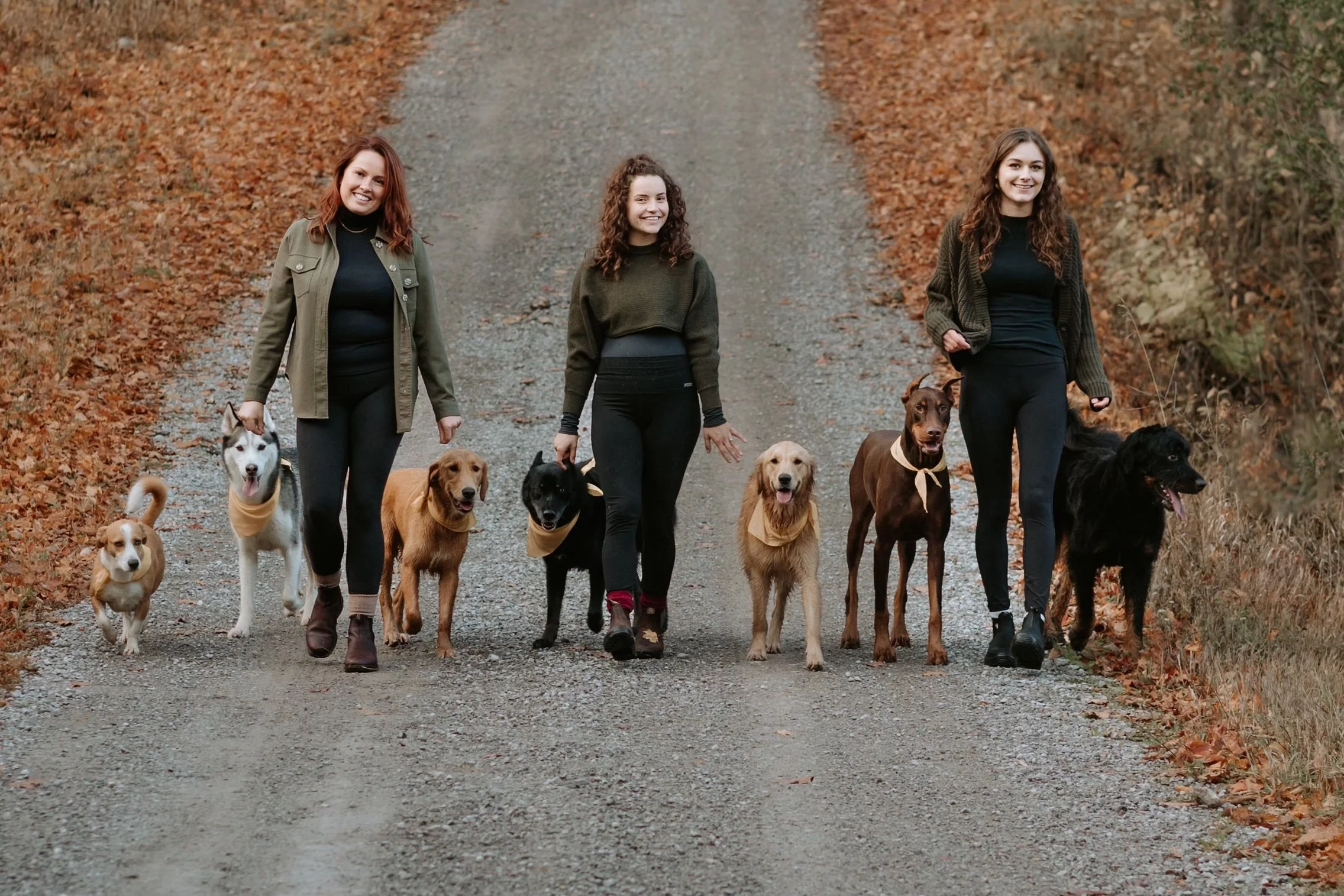 Three women walking seven dogs on a dirt path surrounded by autumn leaves.