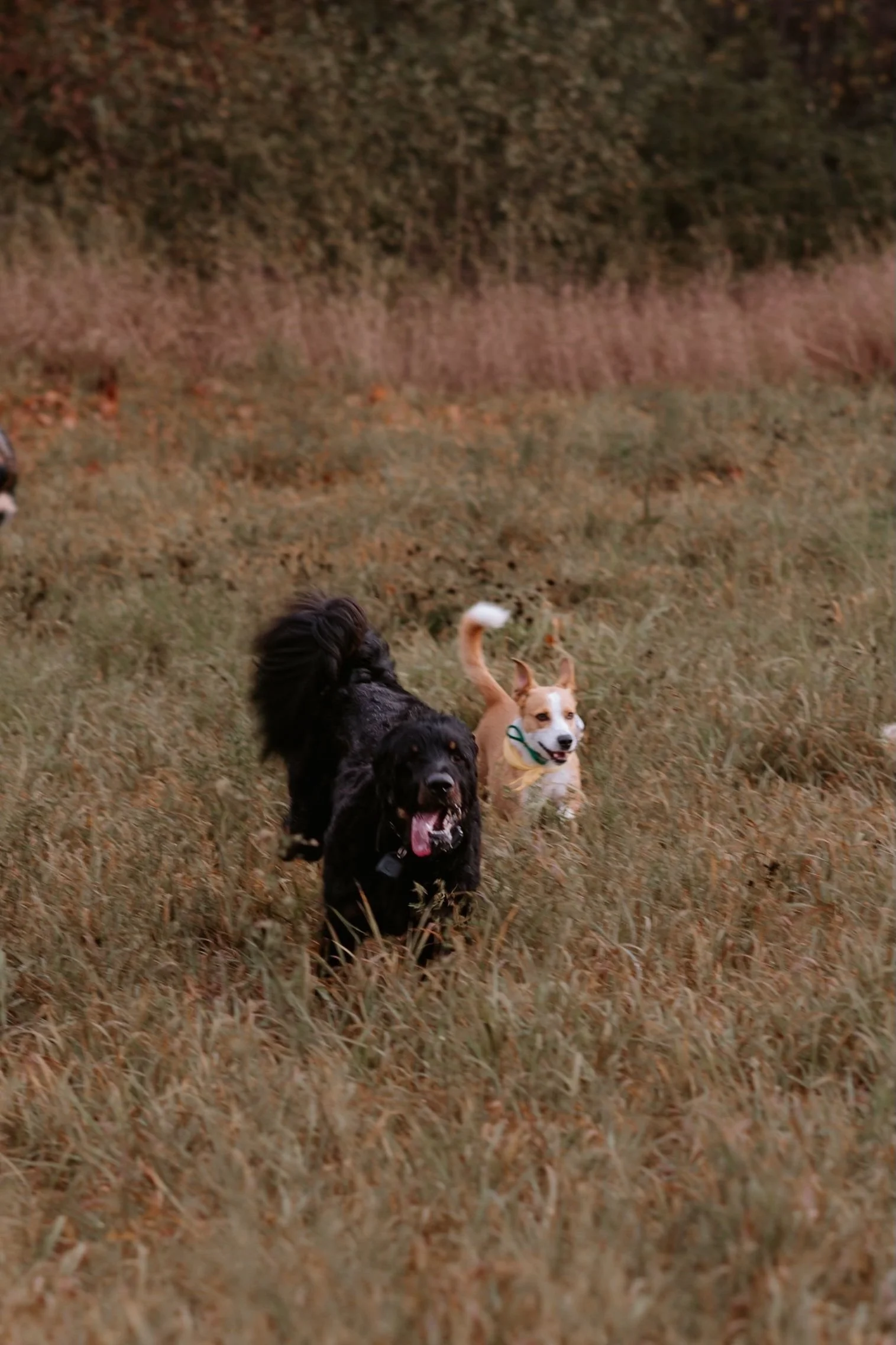 Two dogs running through tall grass in an outdoor setting with trees in the background.