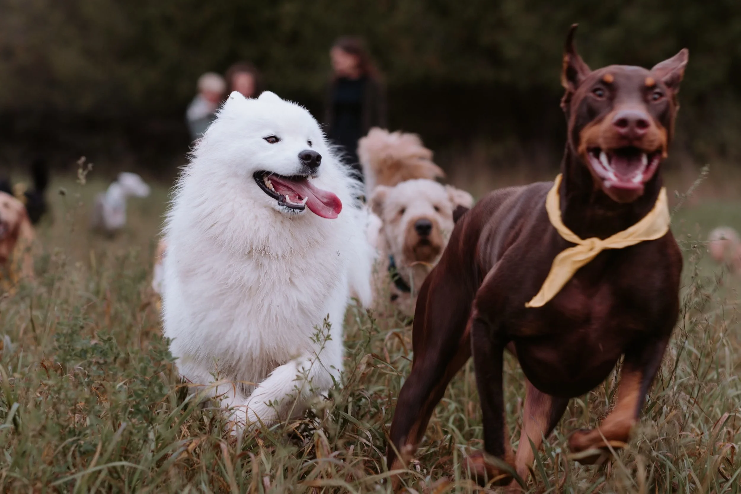 Group of dogs in a grassy field, including a white fluffy dog and a brown dog with a yellow bandana, with other dogs and people in the background.