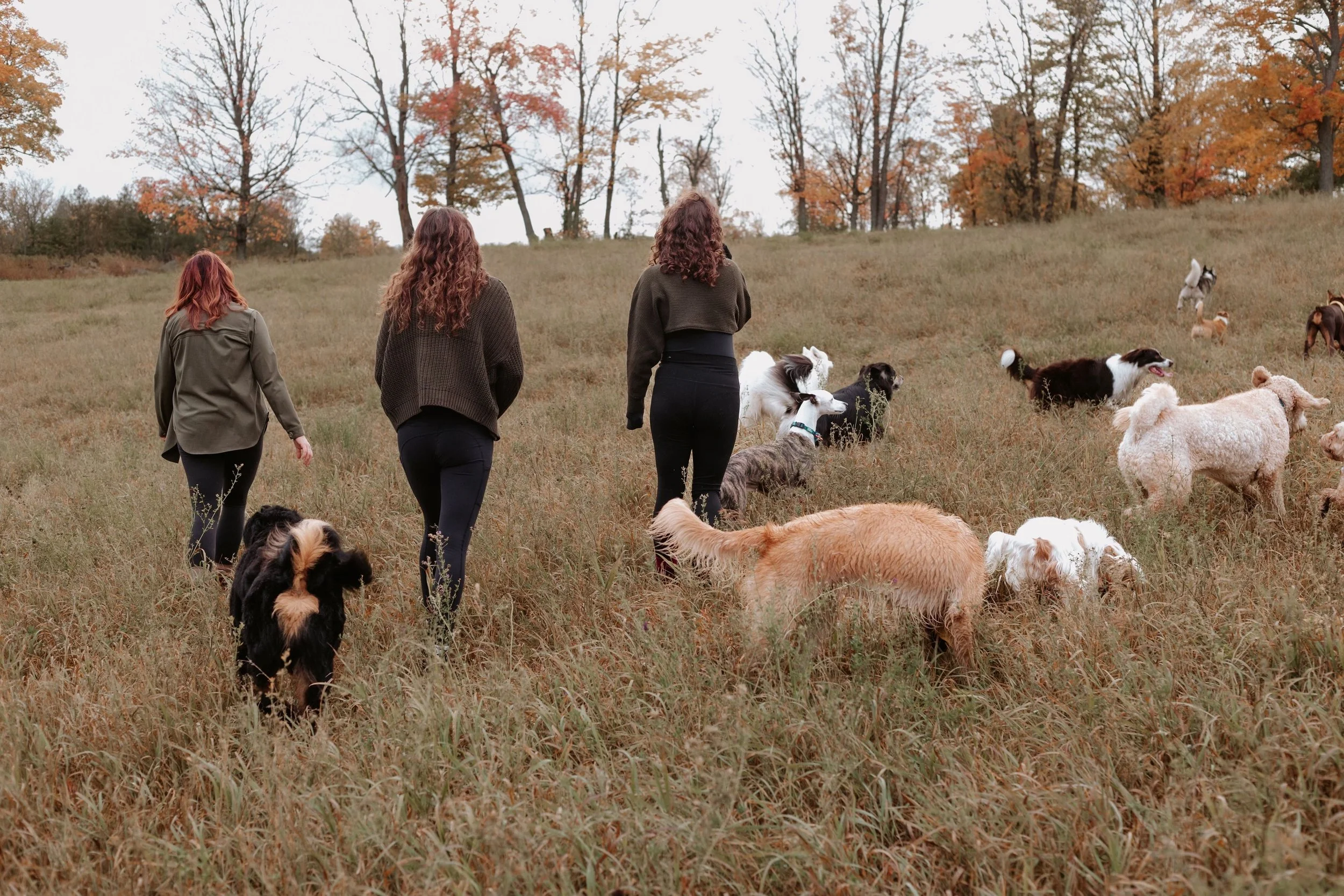 Three women walking through a grassy field with various dogs and goats, autumn trees in the background.