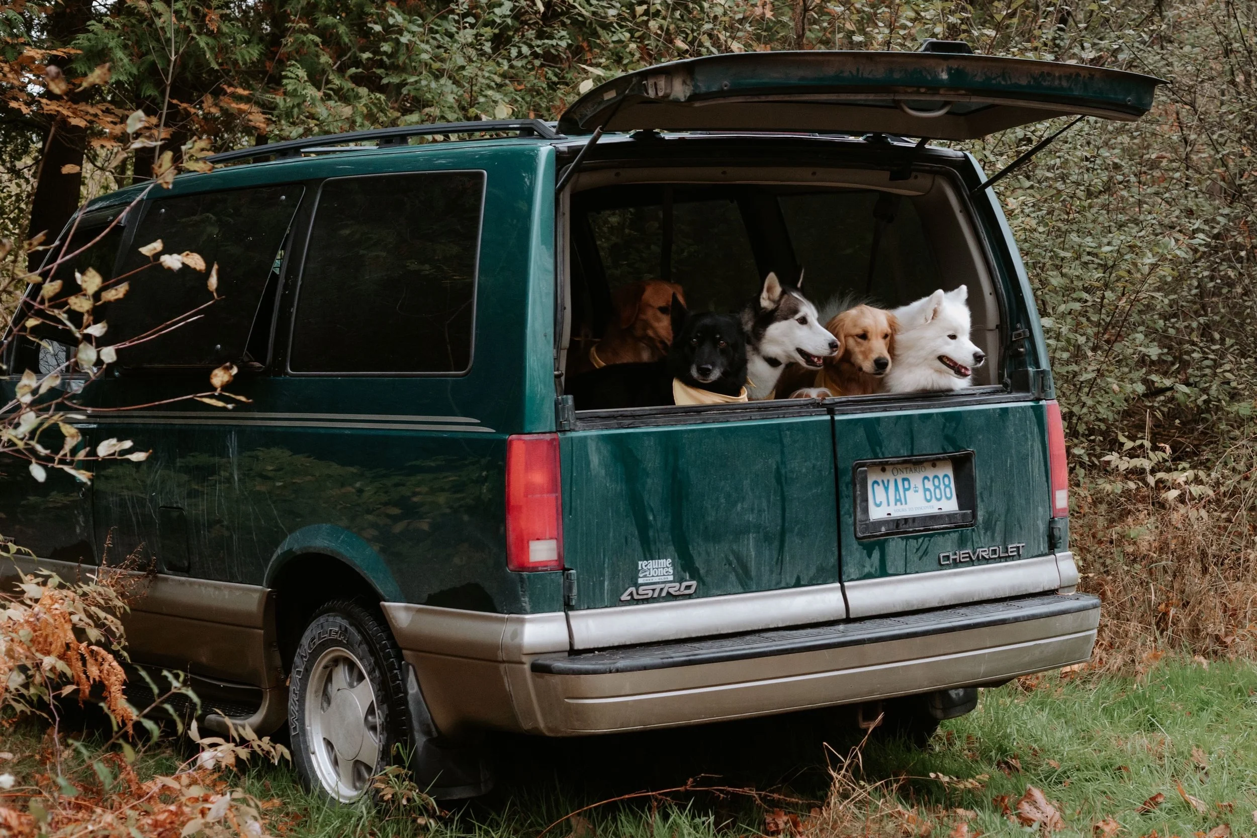 Five dogs are inside the trunk of a green Chevrolet Astro minivan parked near a grassy and wooded area, with one dog looking out the open tailgate.