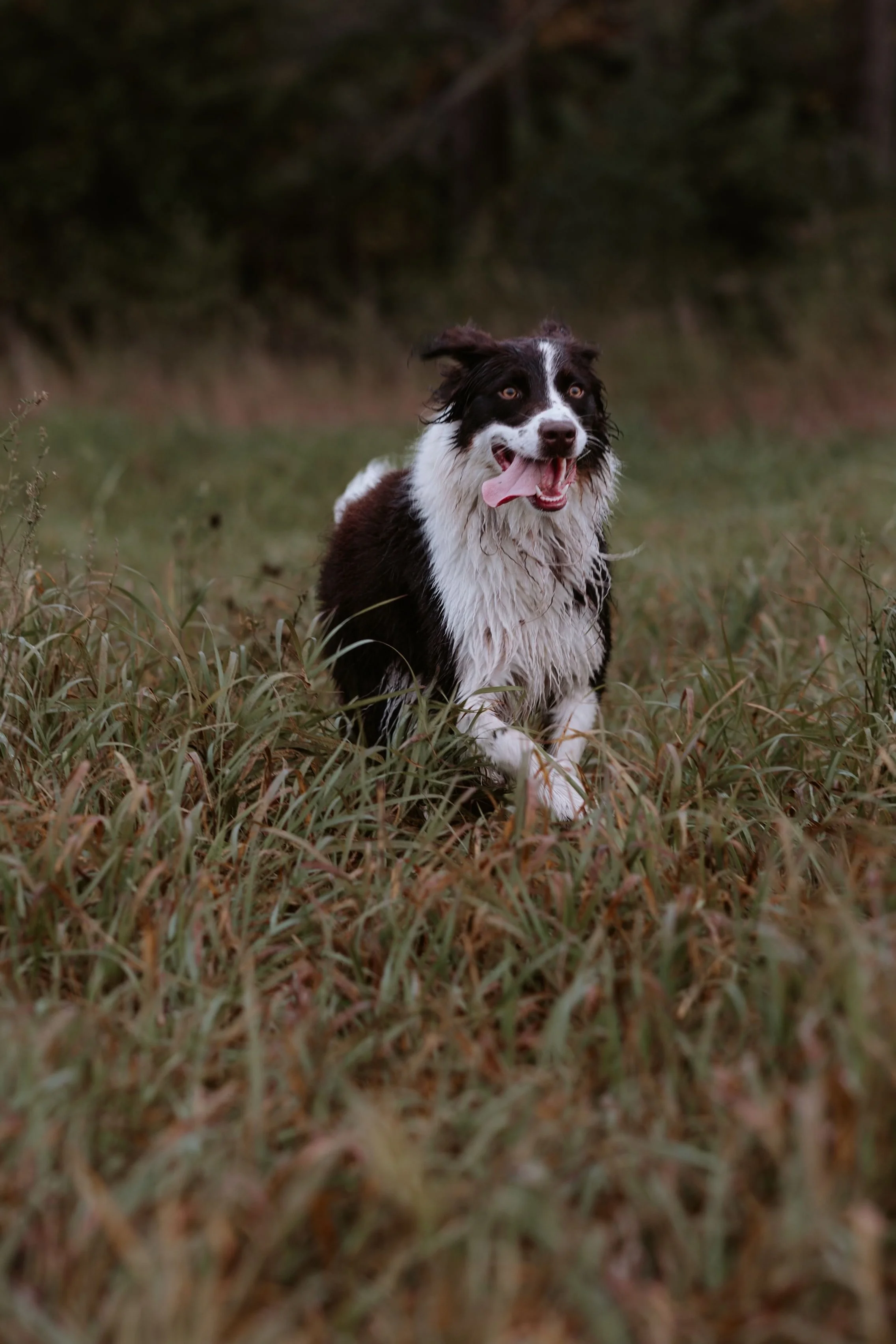 A black and white dog running through tall grass with a forested background.