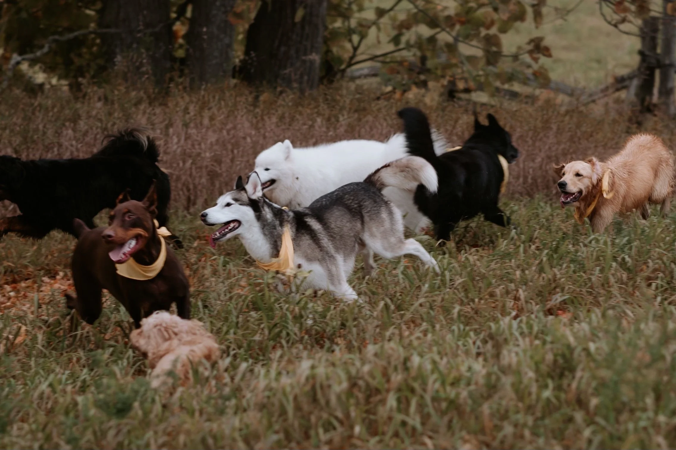 Group of seven dogs running through a grassy field with trees in the background, some dogs are brown, black, white, and gray, and some are wearing yellow bandanas.