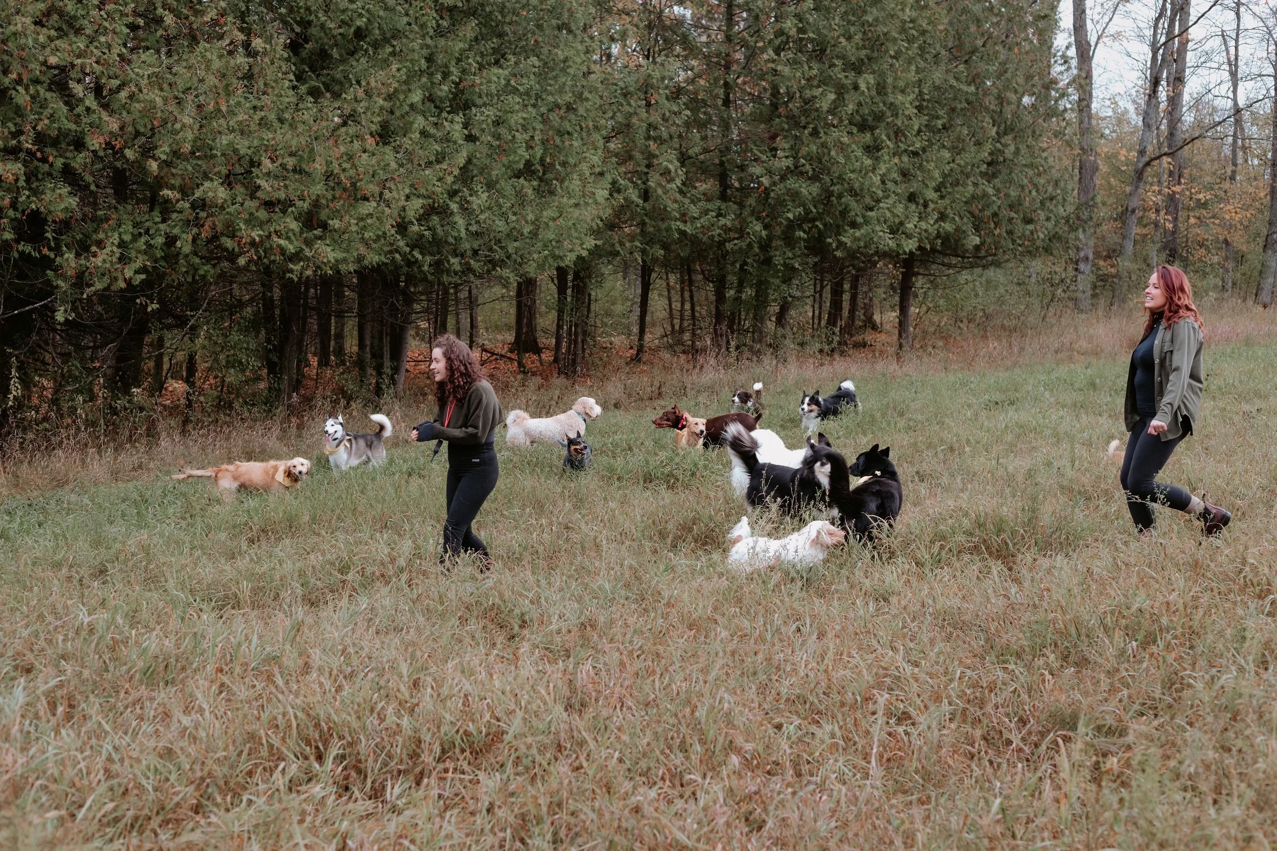 Two women walking dogs in a grassy field with trees in the background.