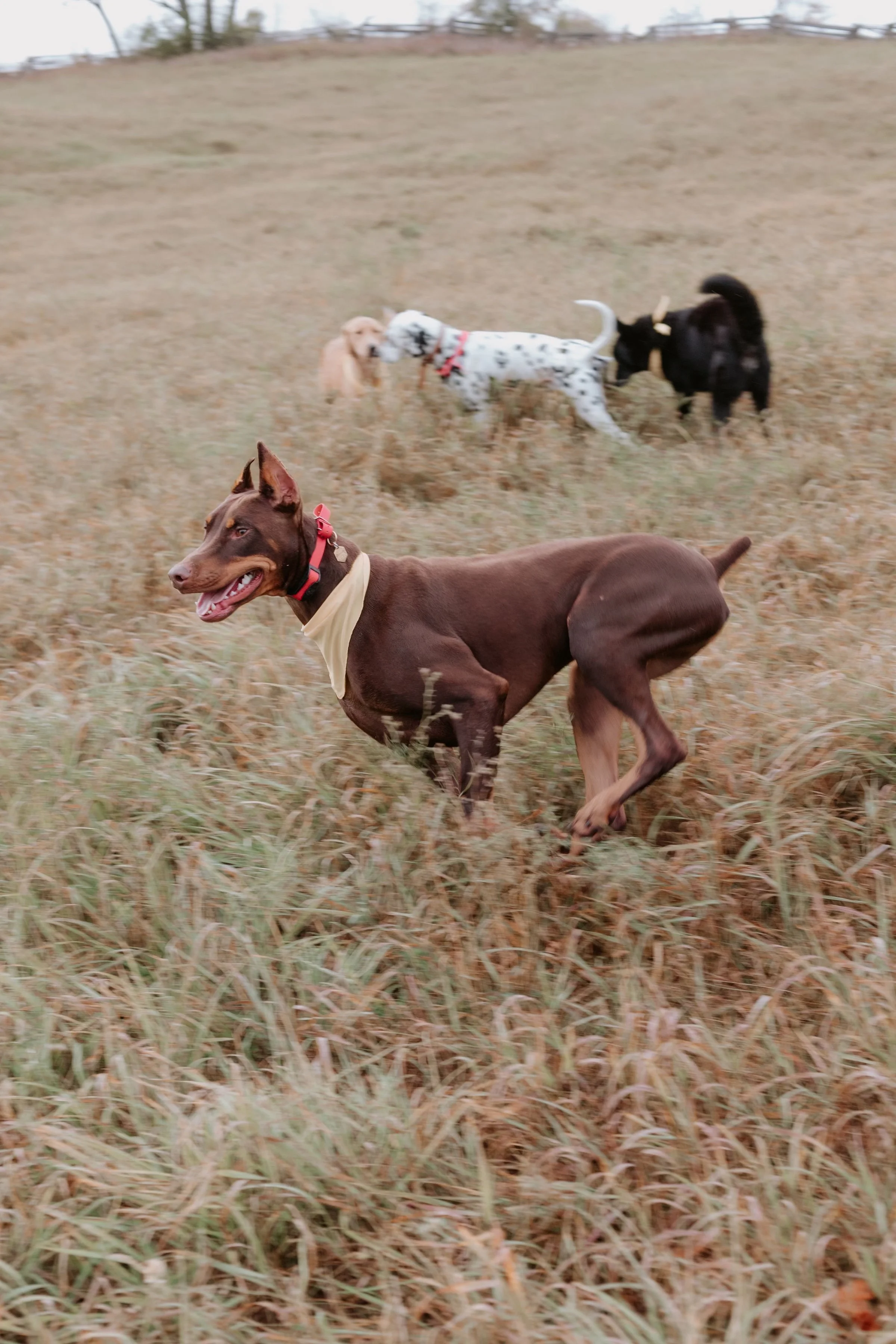 A group of dogs playing and running in a field with tall grass.
