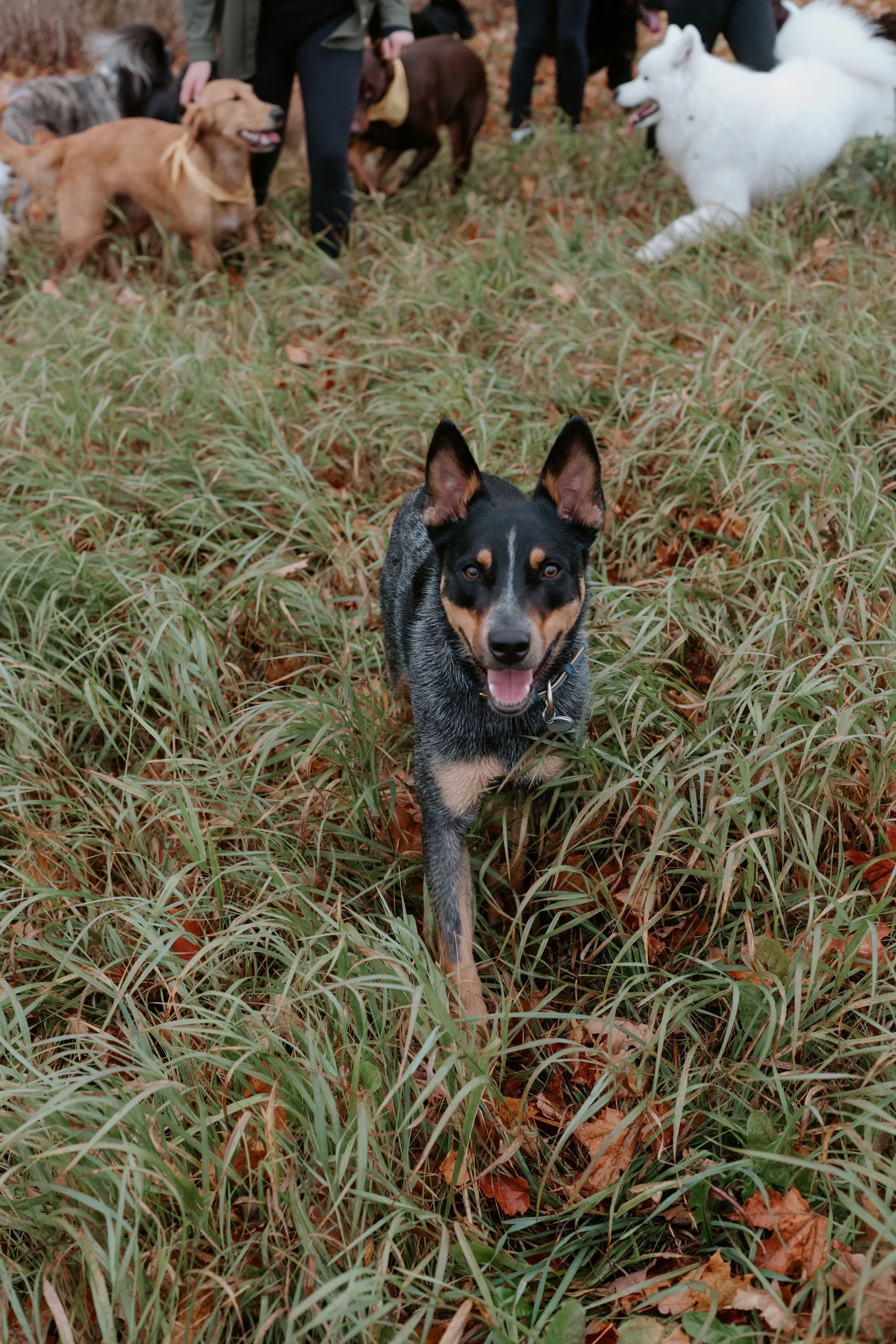 A happy, black and tan dog standing in tall grass with several other dogs and people in the background.
