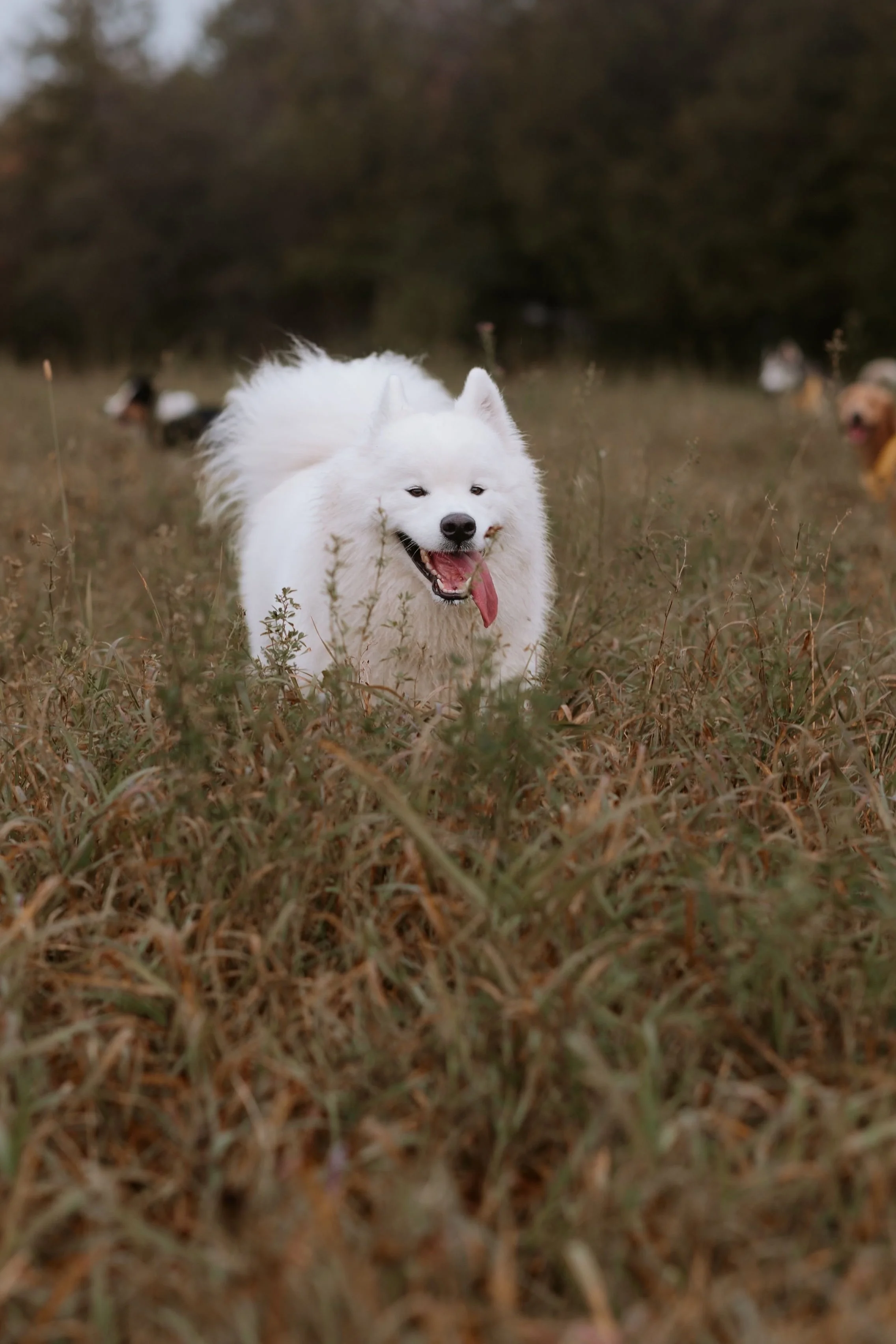 A happy white dog with fluffy fur running through a grassy field with other dogs in the background.