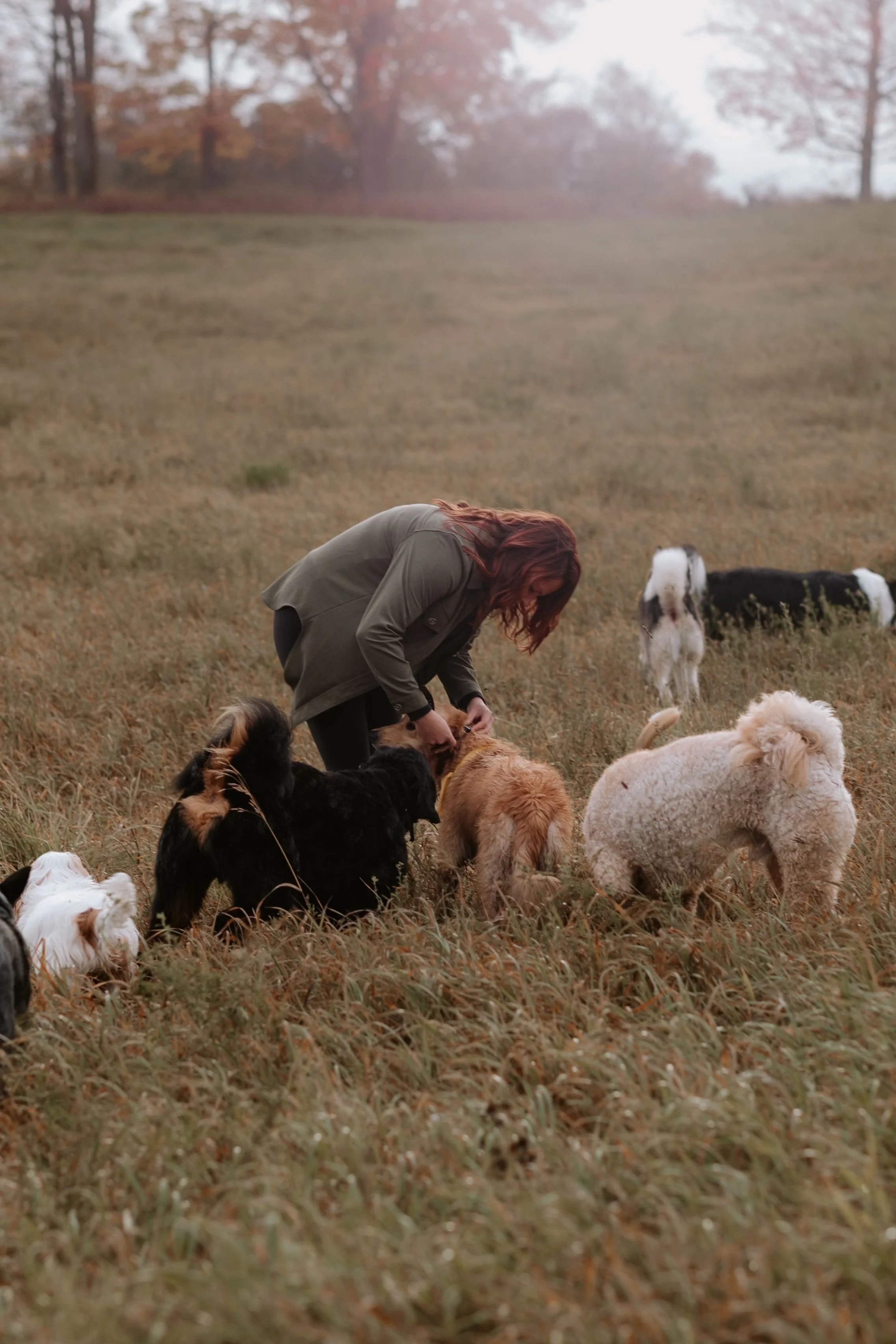 A woman in a green jacket feeding multiple small dogs in a grassy field during autumn.