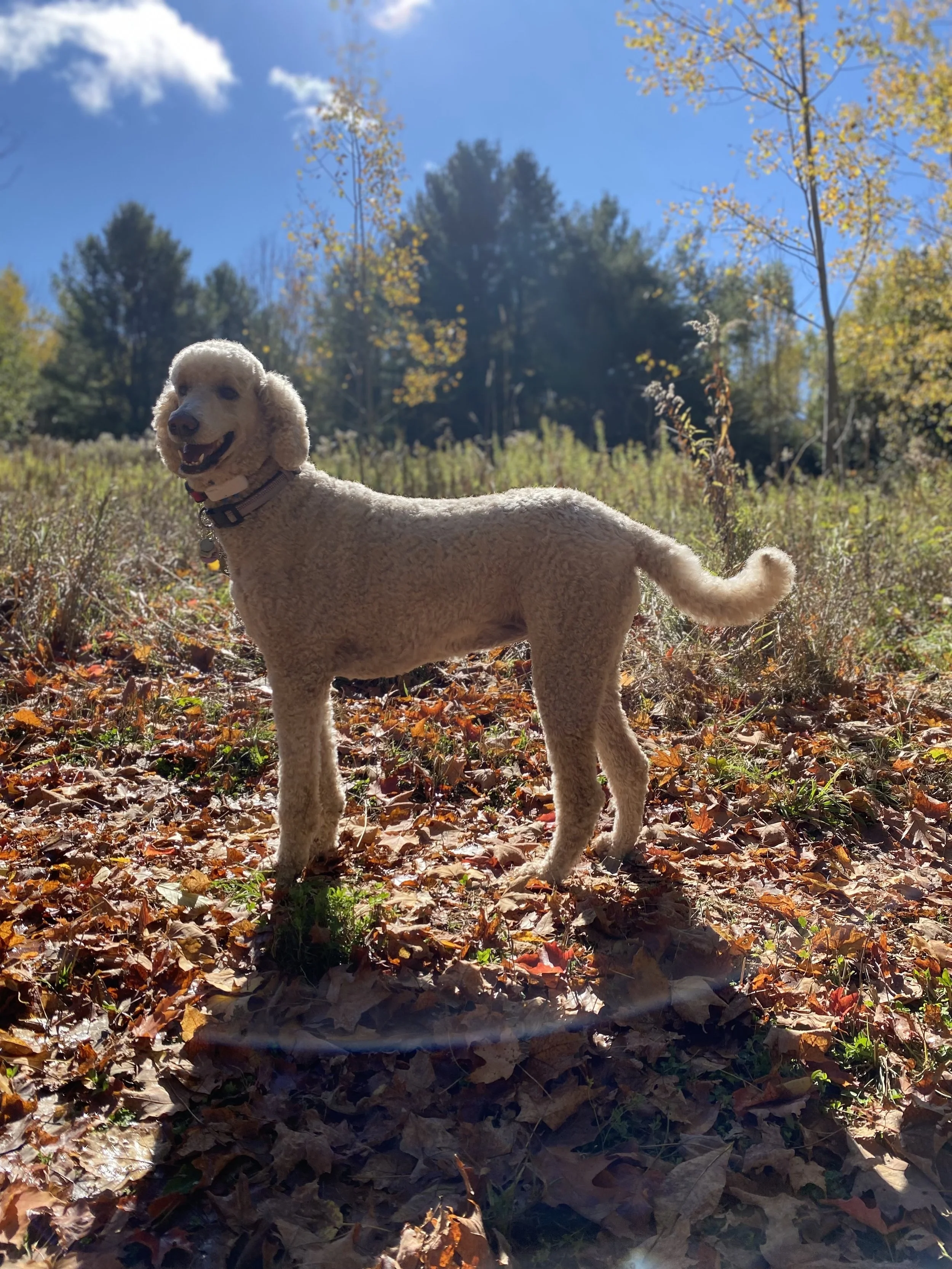 A light-colored poodle standing outdoors on autumn leaves in a wooded area with blue sky and trees in the background.
