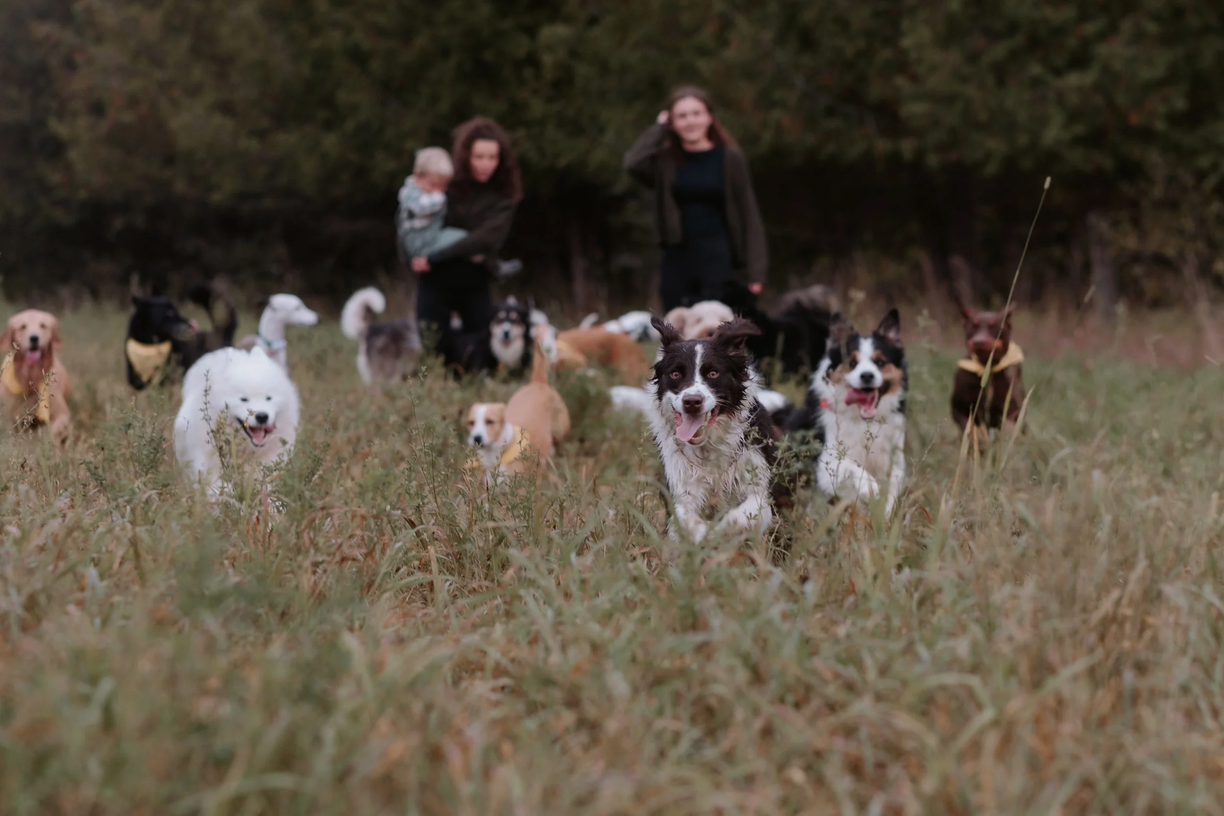Group of dogs running in a grassy field with two women and a child in the background.