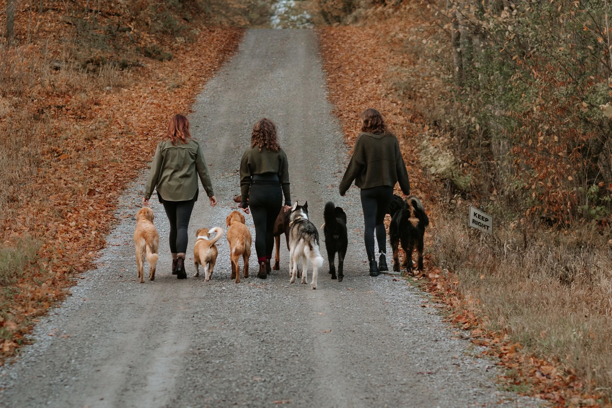 Three women walking together on a dirt road in a wooded area during fall, each accompanied by multiple dogs.