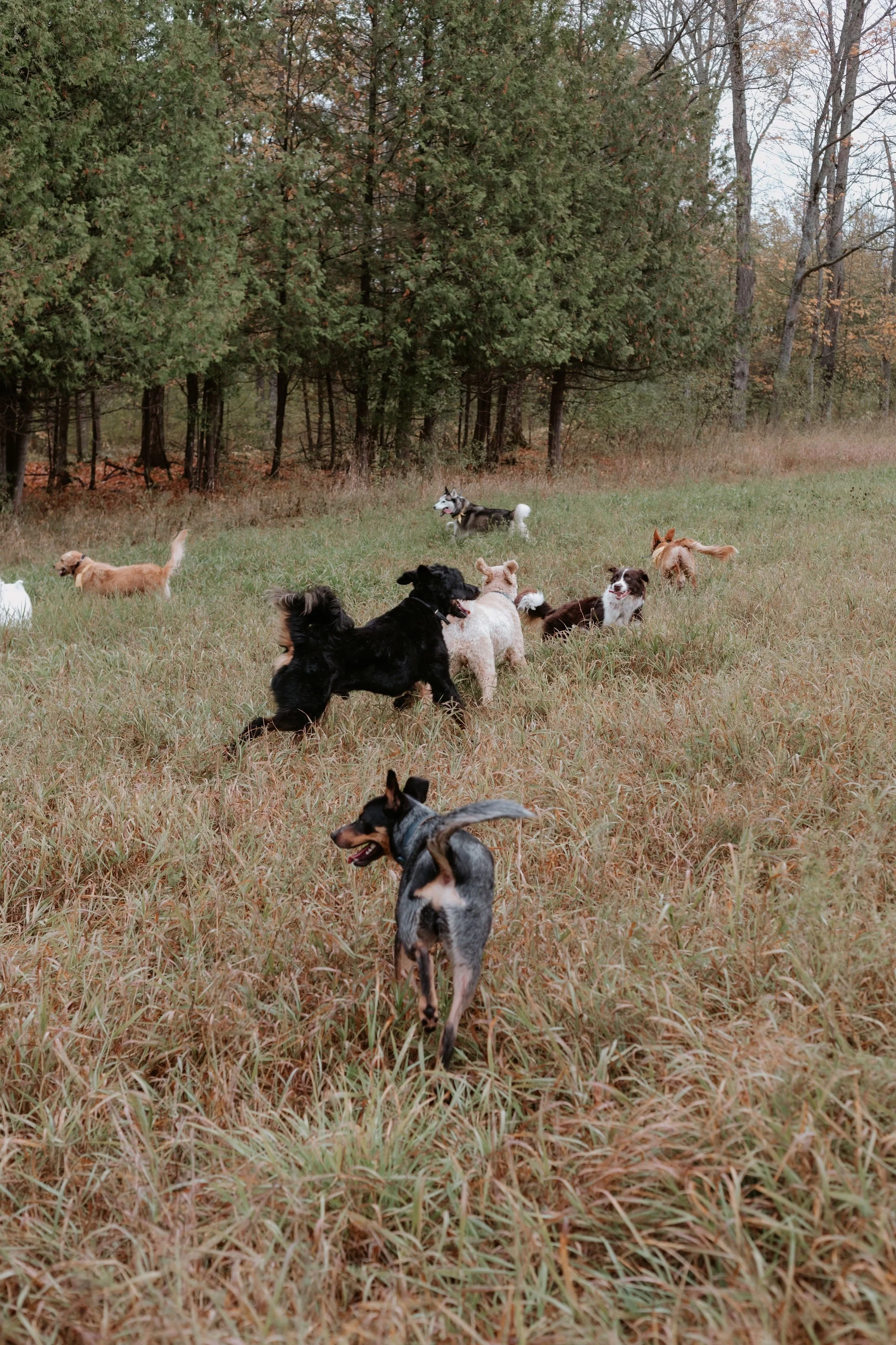A group of dogs playing and running in a grassy field with trees in the background.