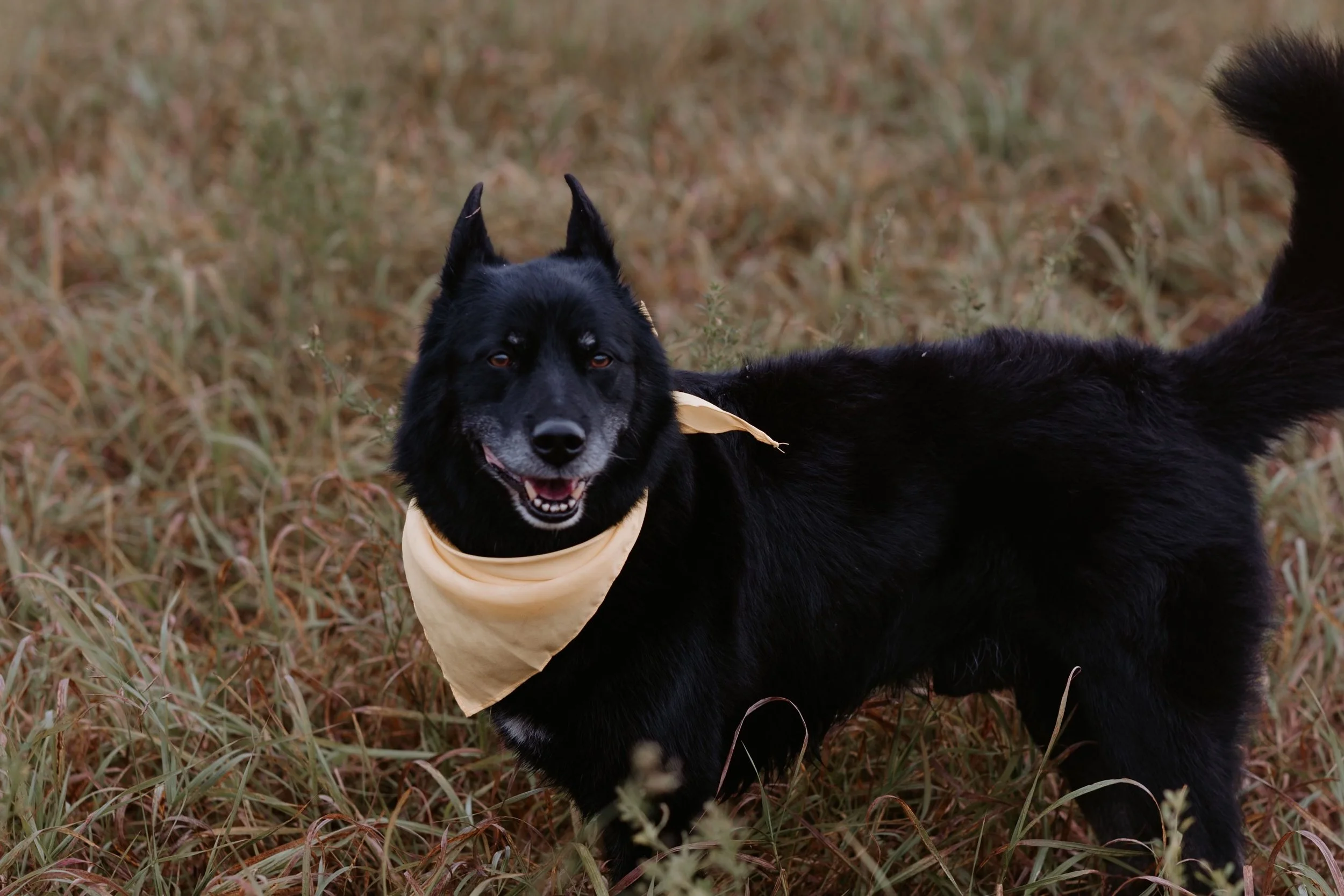 Black dog with a beige bandana standing in a field of dry grass, looking at the camera with a happy expression.