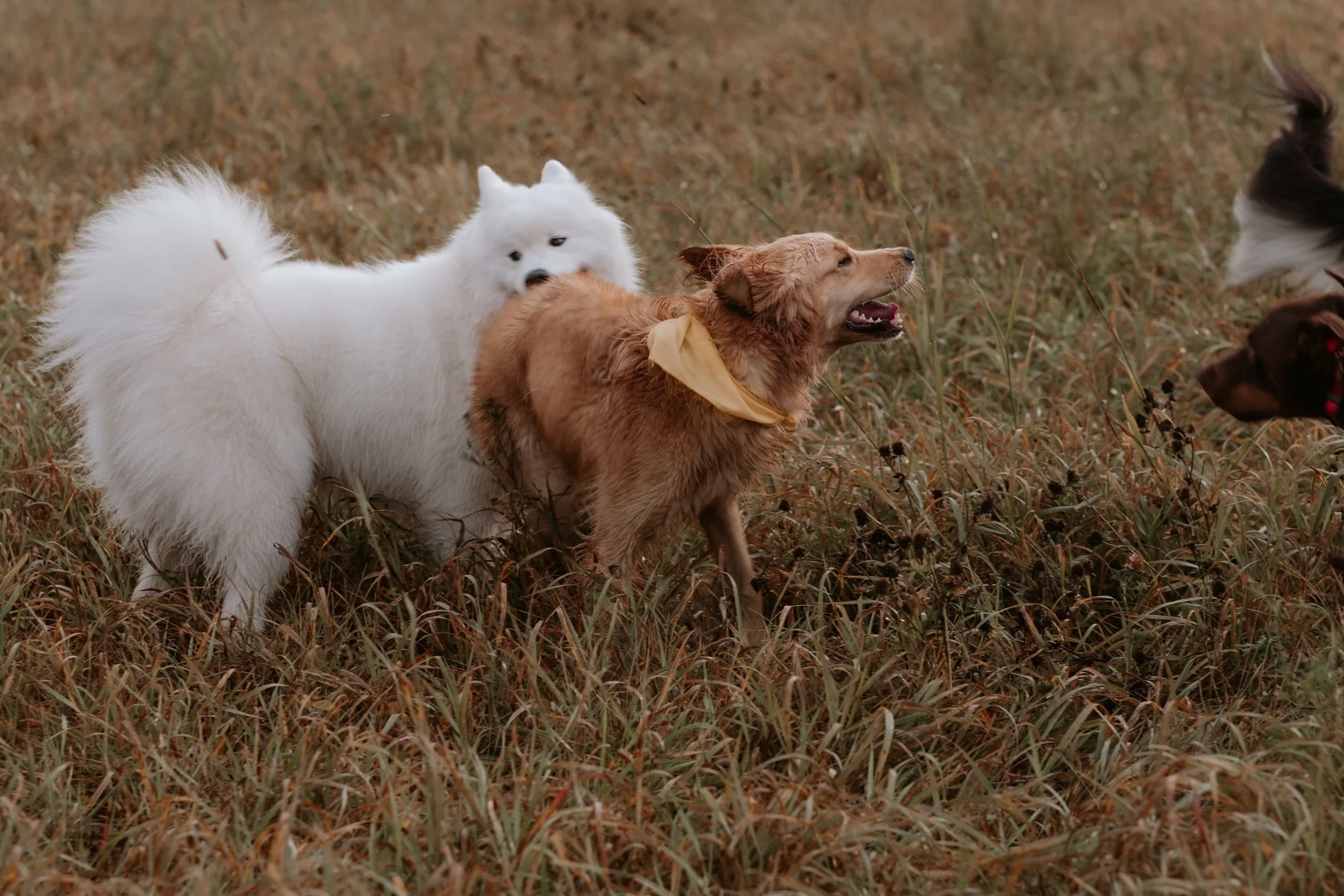 Four dogs interacting in a grassy field, including a white fluffy Samoyed, a golden retriever, and two Border Collies.