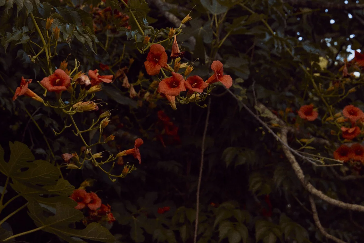Dark background with clusters of orange trumpet-shaped flowers and green leaves.