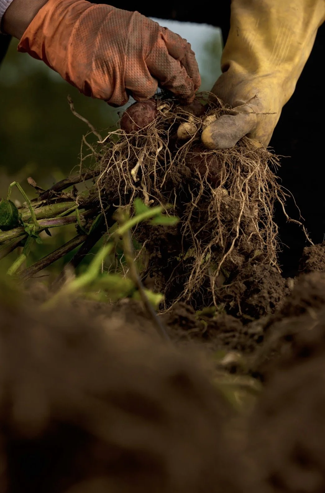 Albert Bartlett_8.29.jpg