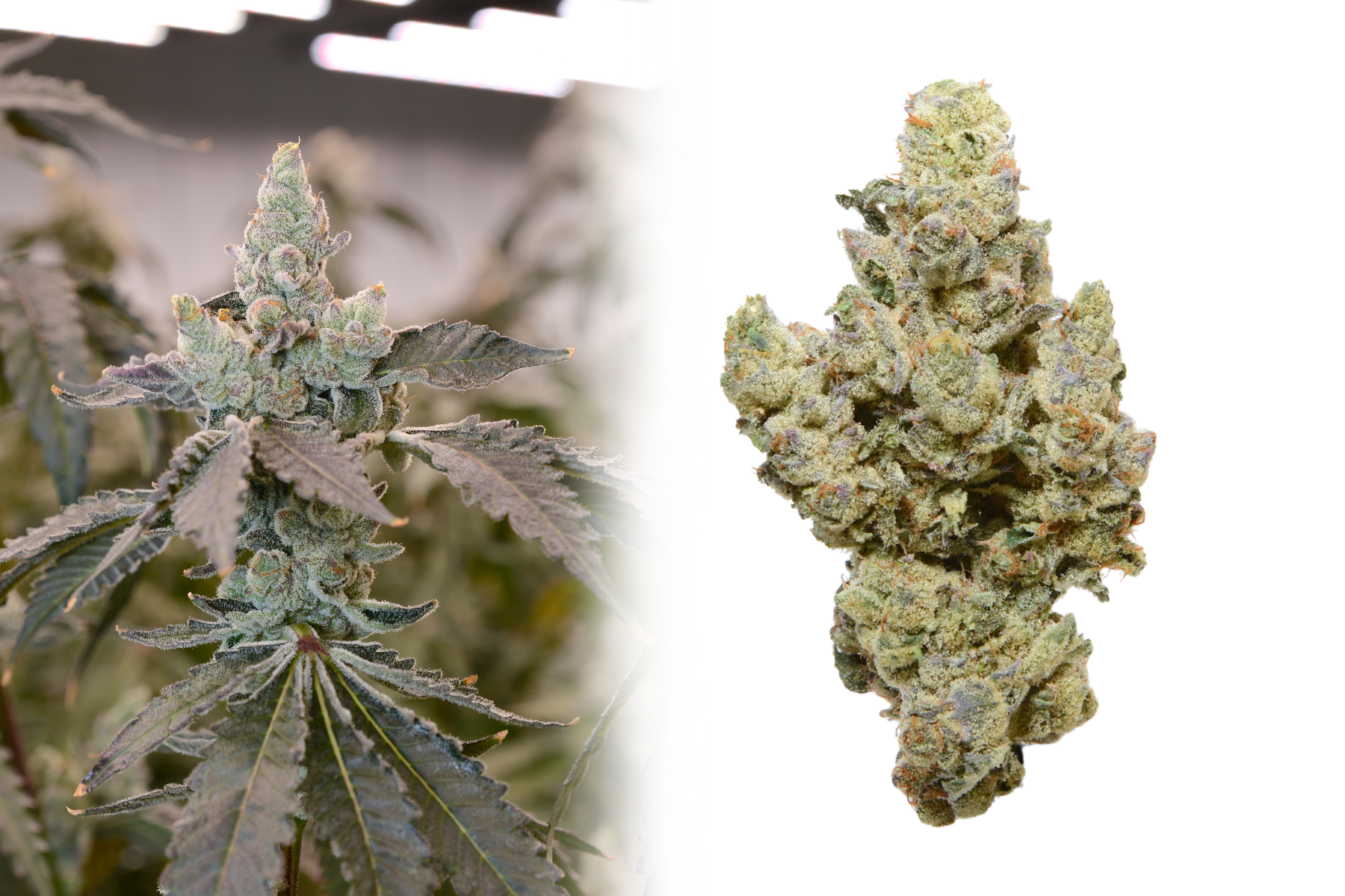  Sherb Cocktail #7  
 Sherb Cake x Garlic Cocktail #7  
Indica leaning hybrid with a gas, funk, garlic, cake nose and a gas, pine, sweet flavor.