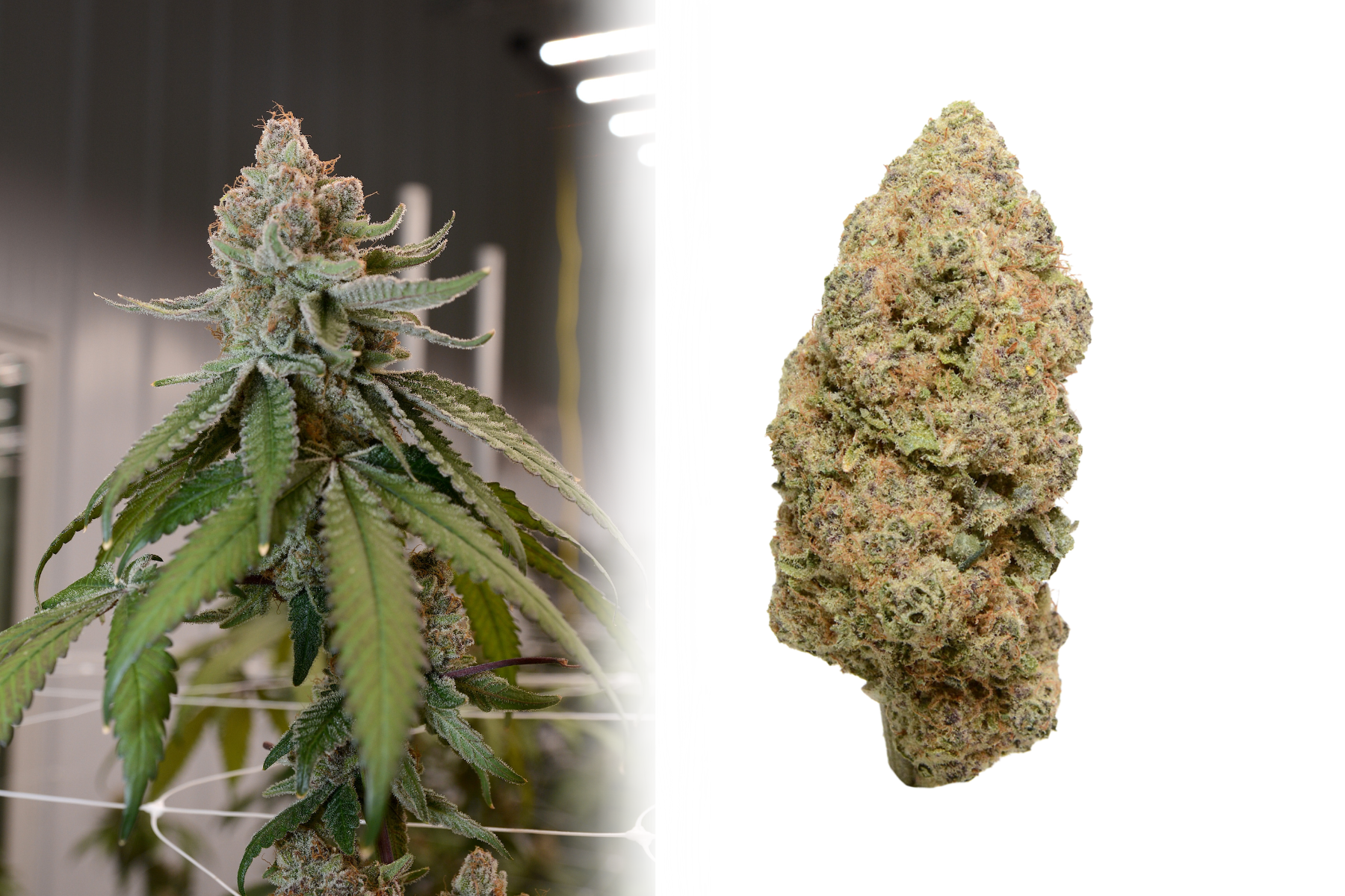  Strawberry Runtz  
 White Runtz x Kushberries  
Sativa leaning hybrid that smells like strawberries & cream with a sweet, earthy, citrus flavor.