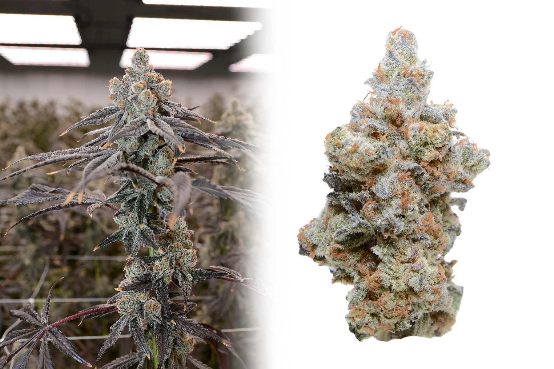  Pure Michigan   
 Mendo Breath F1 x Oreoz   
Indica leaning hybrid with a citrus, hops, earthy nose and vanilla, nut, IPA hops flavor.