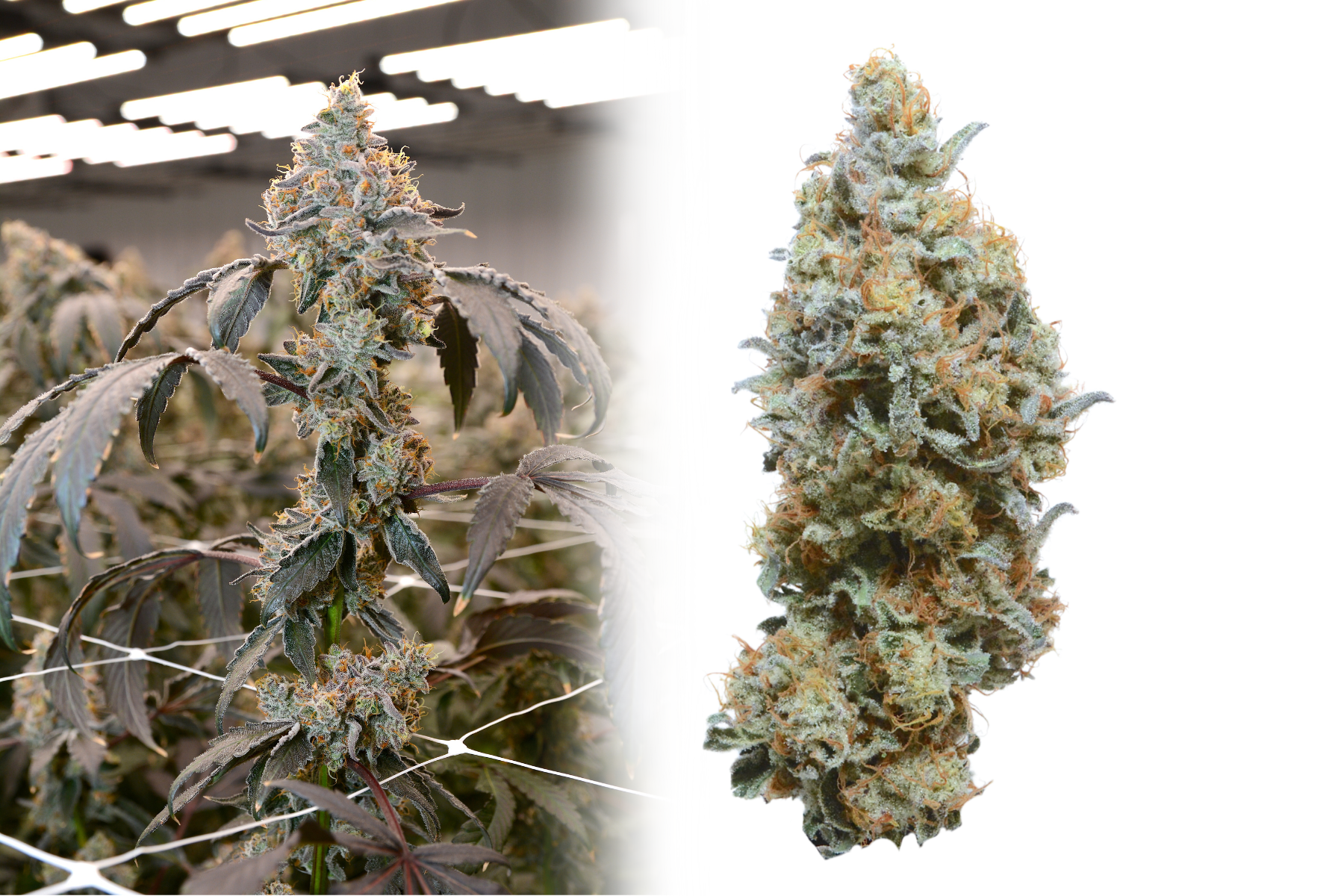  Carbon Fiber  
 (Cookies & Cream x Grape Pie) x Biscotti  
50/50 hybrid with a pungent fuel, chemical, 
& berries nose and sweet berry, gas & cream flavor